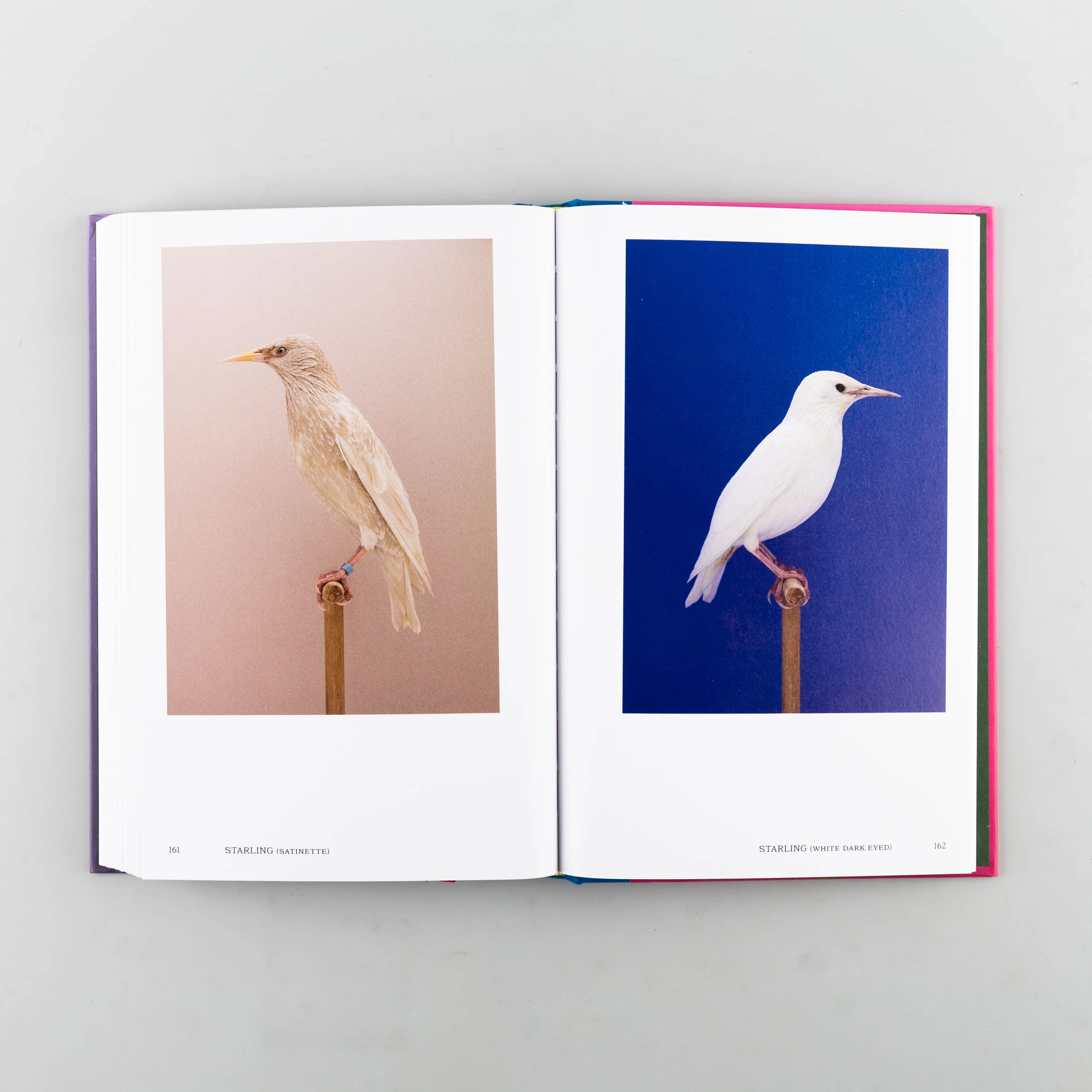 An Incomplete Dictionary of Show Birds Vol. 2 - Image 2