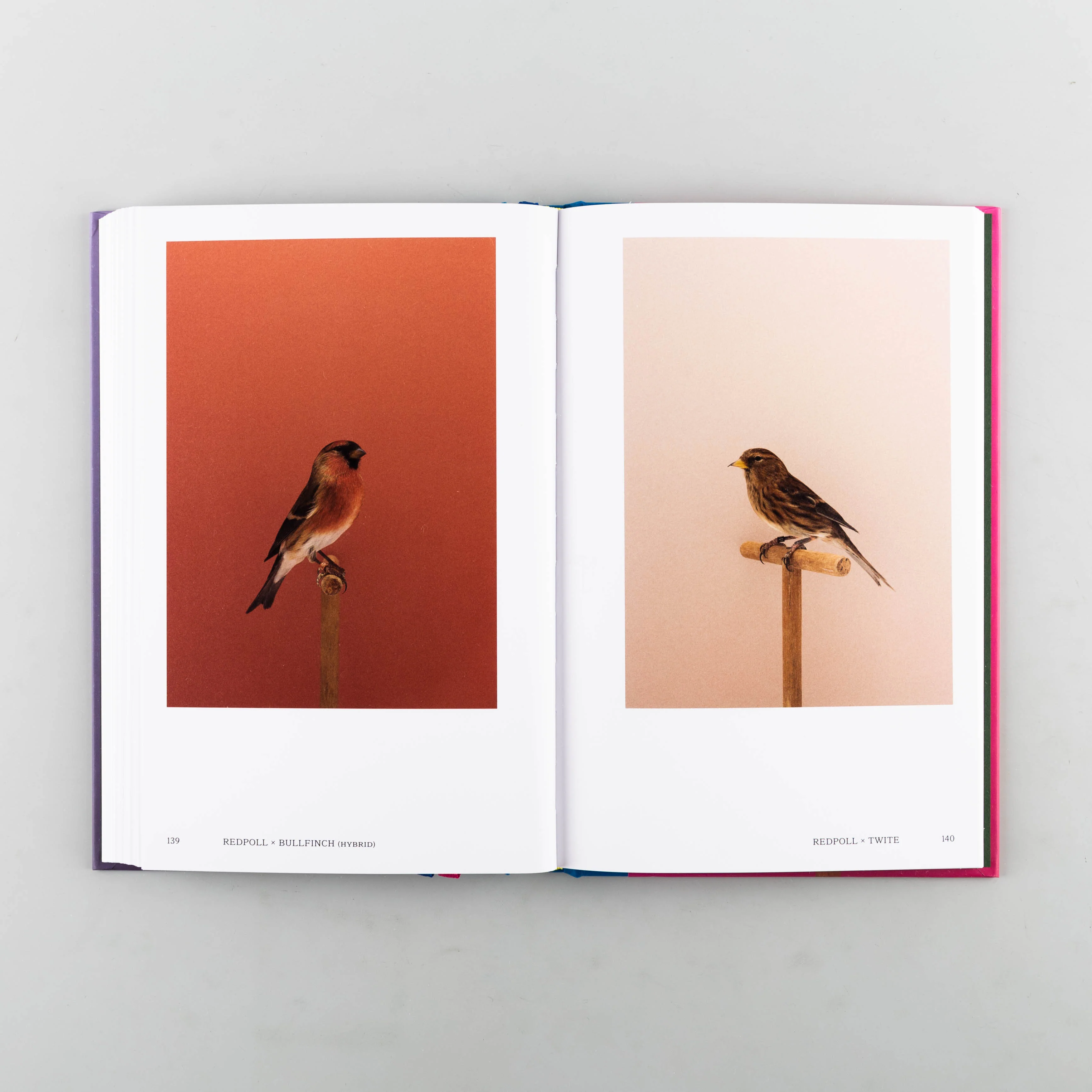 An Incomplete Dictionary of Show Birds Vol. 2 - Image 3