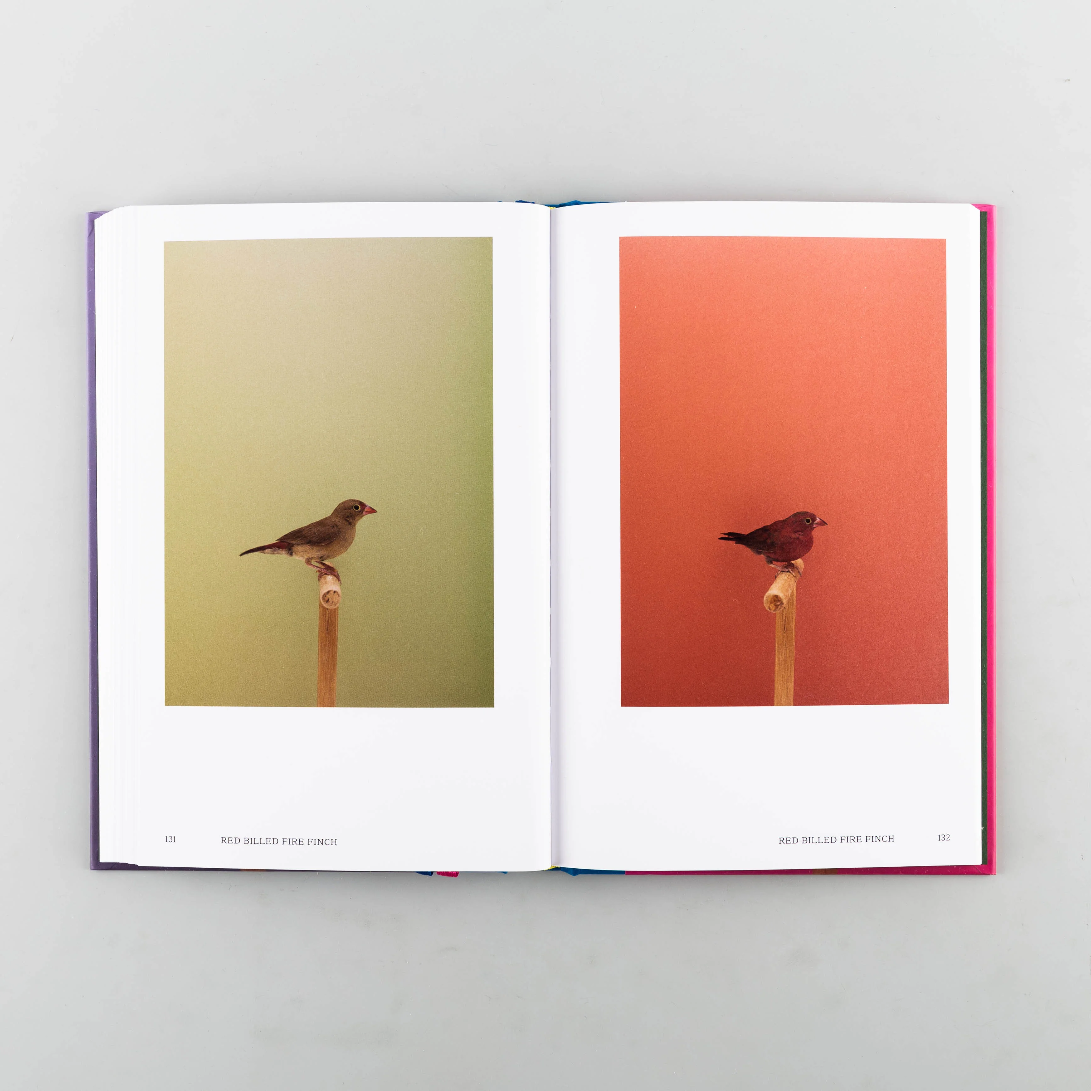 An Incomplete Dictionary of Show Birds Vol. 2 - Image 4