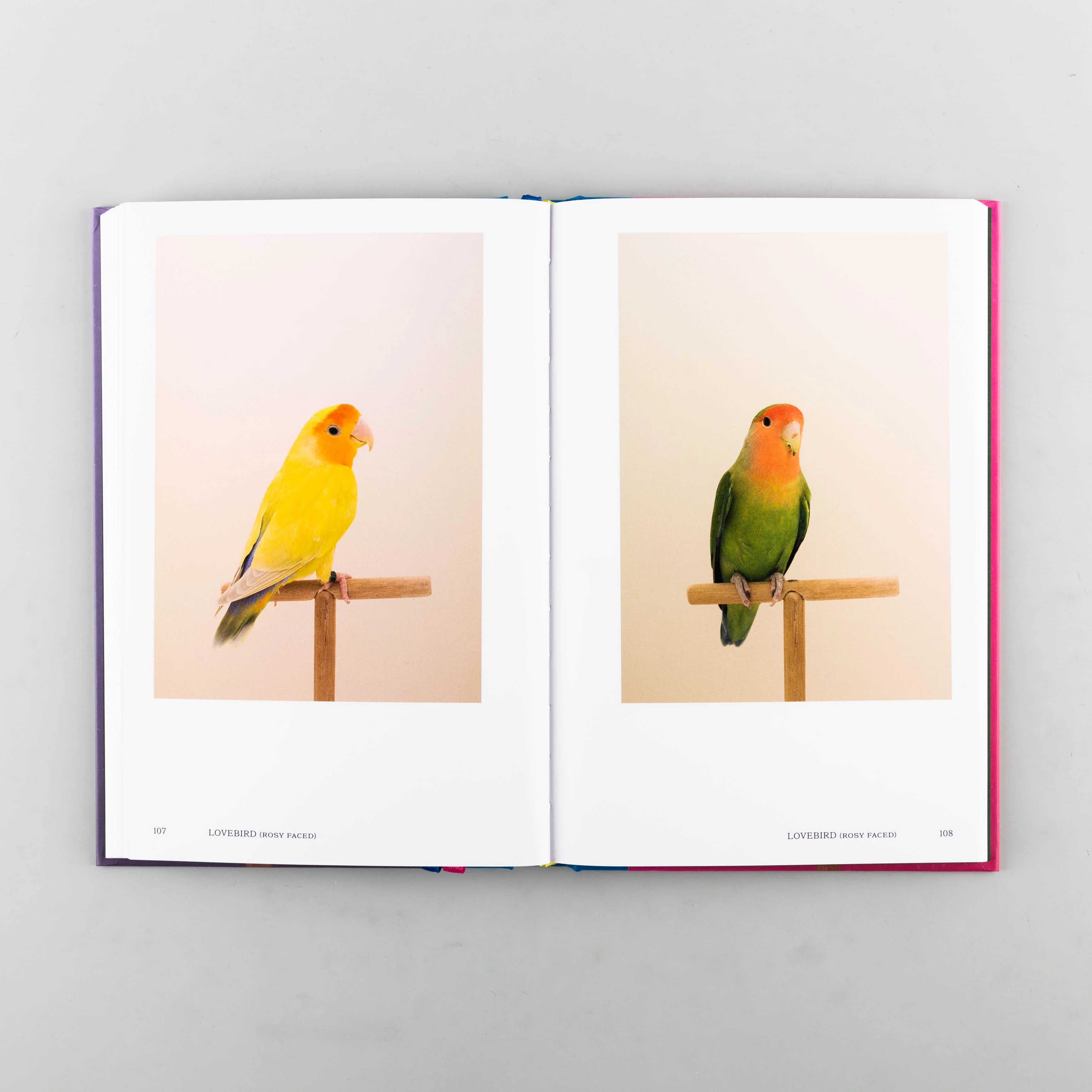 An Incomplete Dictionary of Show Birds Vol. 2 - Image 5