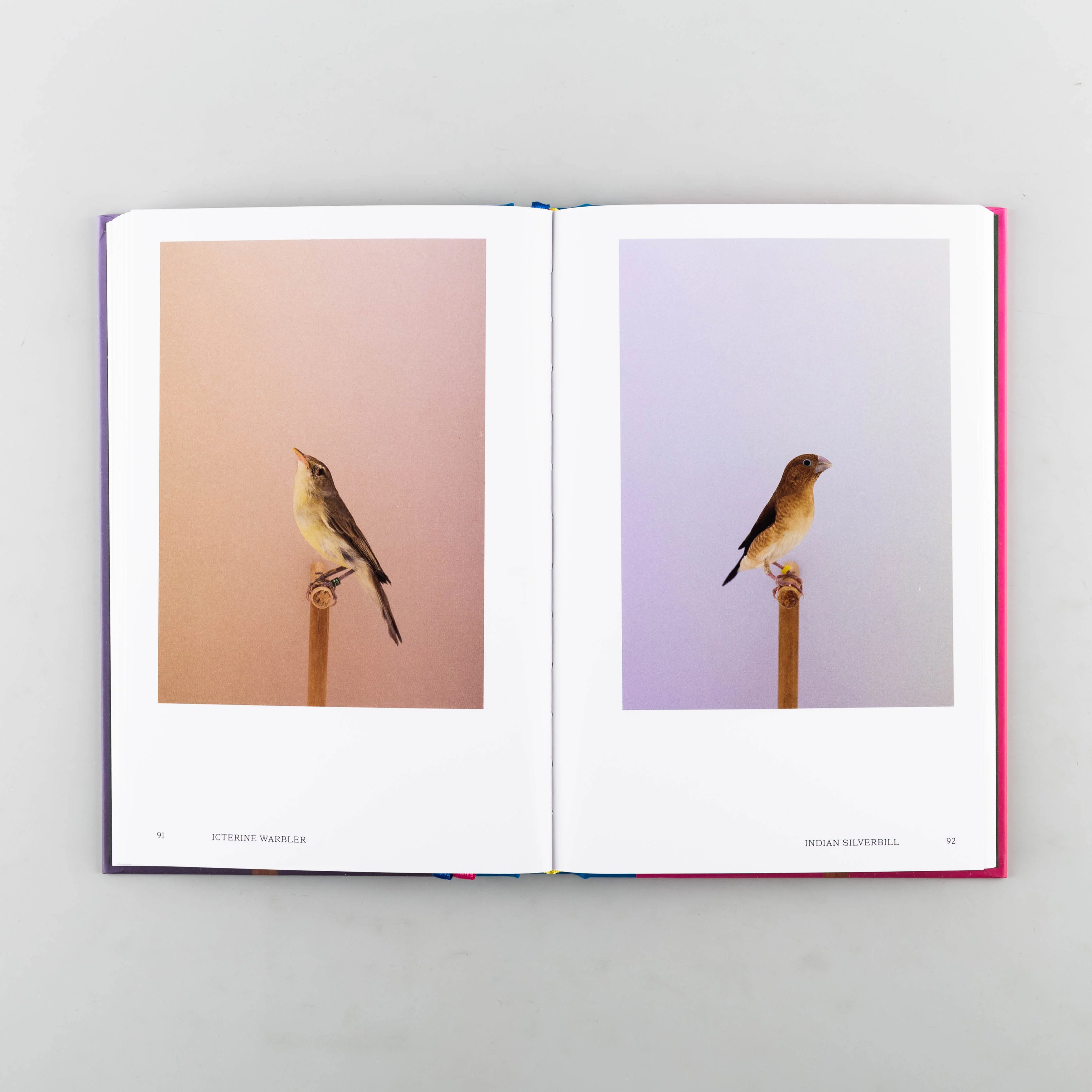 An Incomplete Dictionary of Show Birds Vol. 2 - Image 6