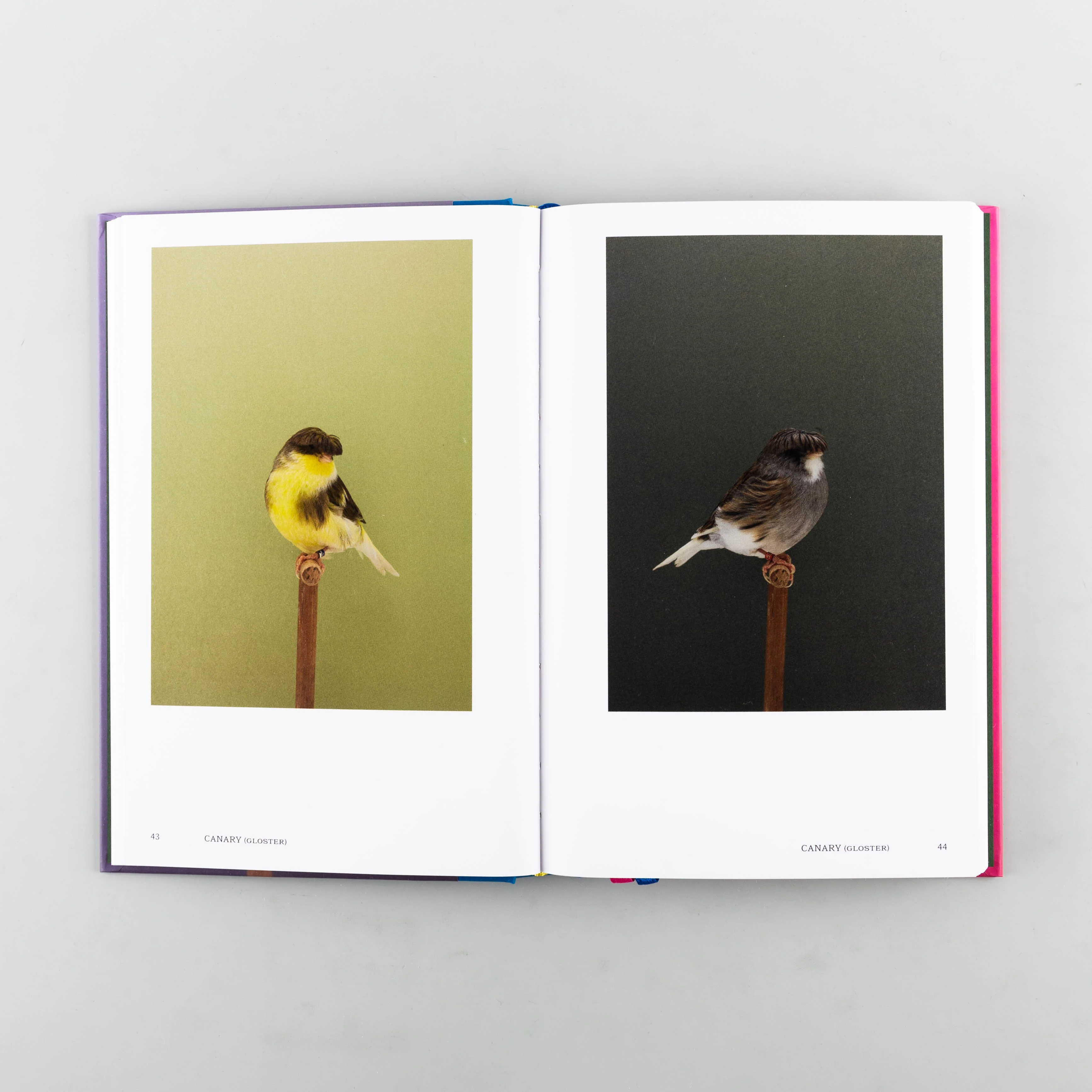 An Incomplete Dictionary of Show Birds Vol. 2 - Image 7