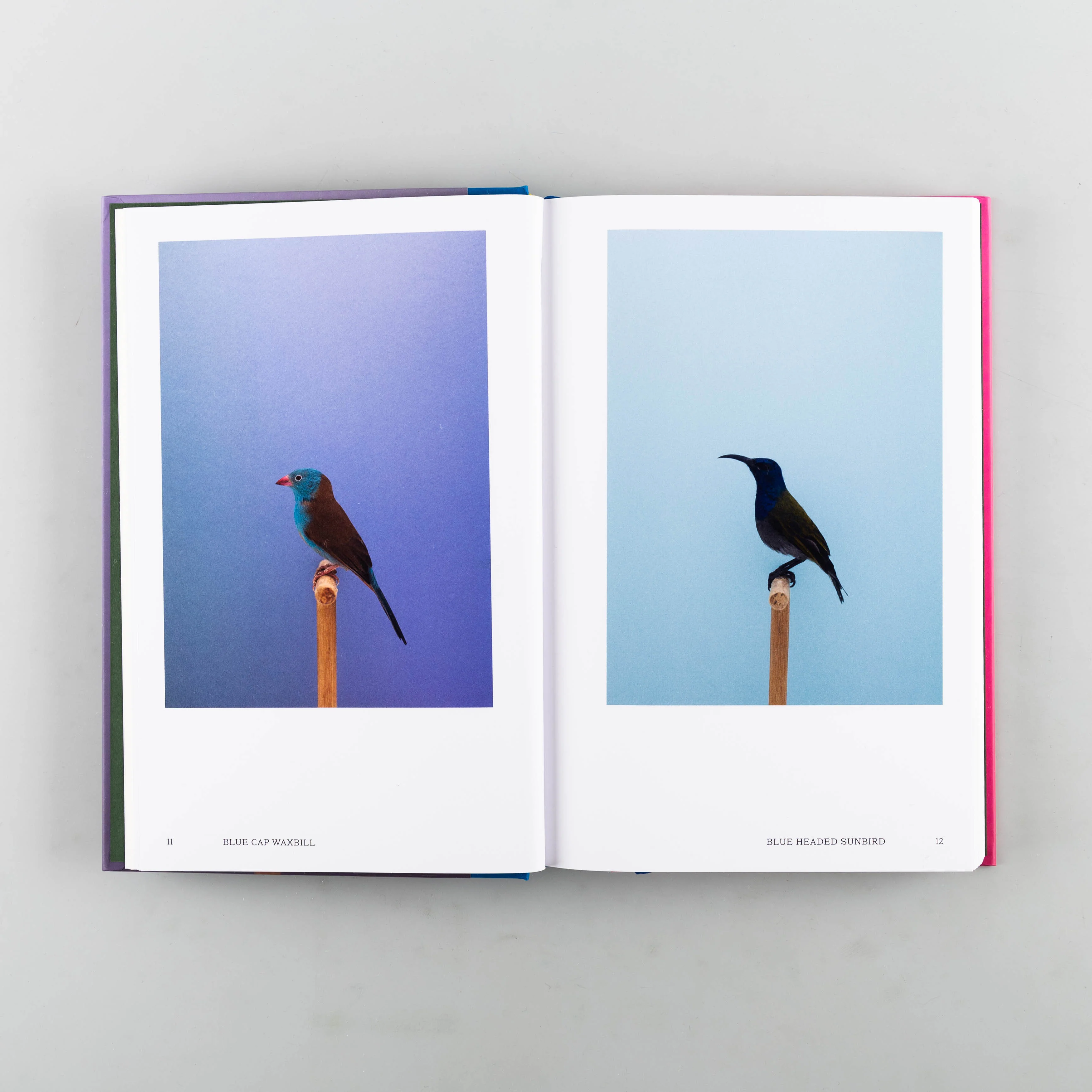 An Incomplete Dictionary of Show Birds Vol. 2 - Image 8