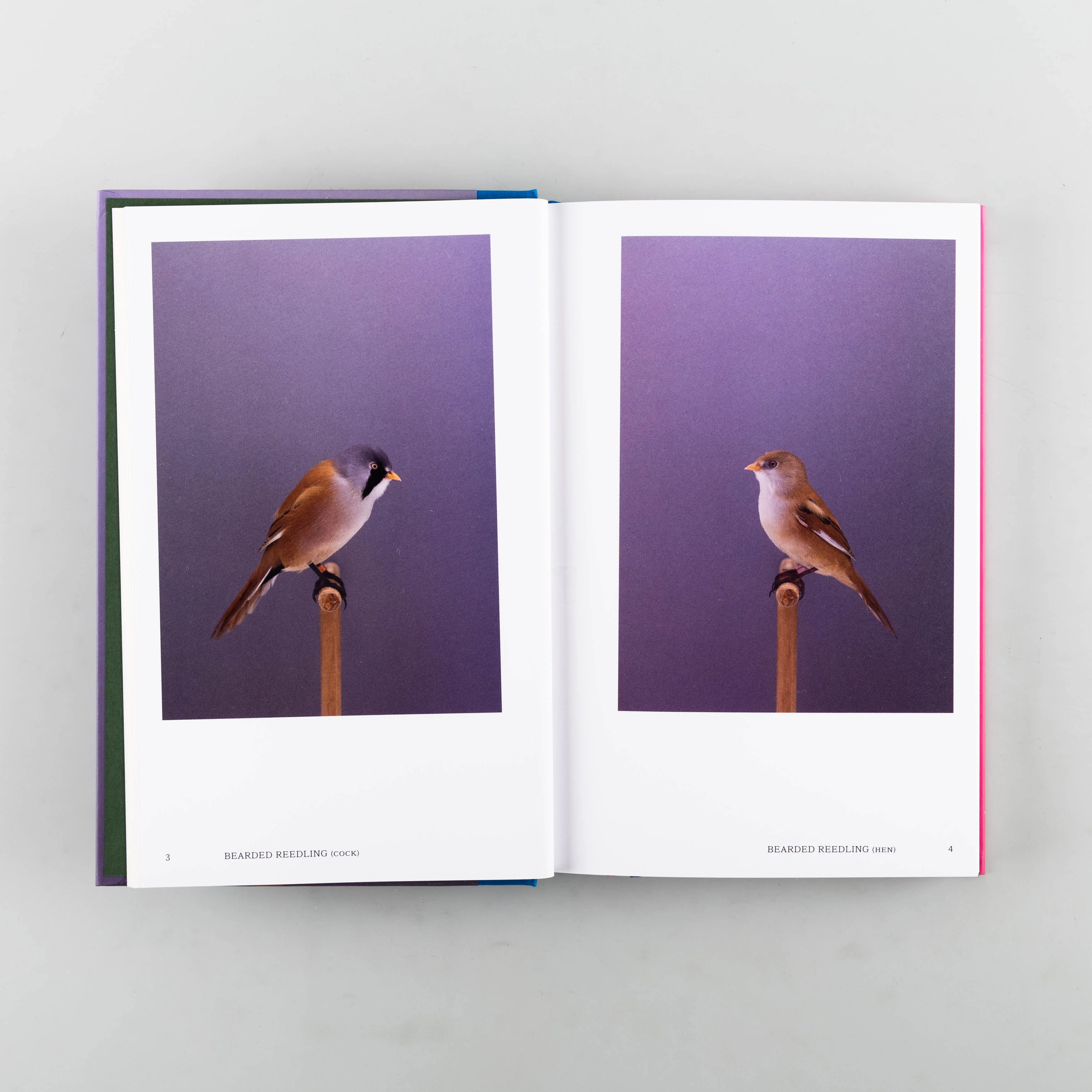 An Incomplete Dictionary of Show Birds Vol. 2 - Image 9