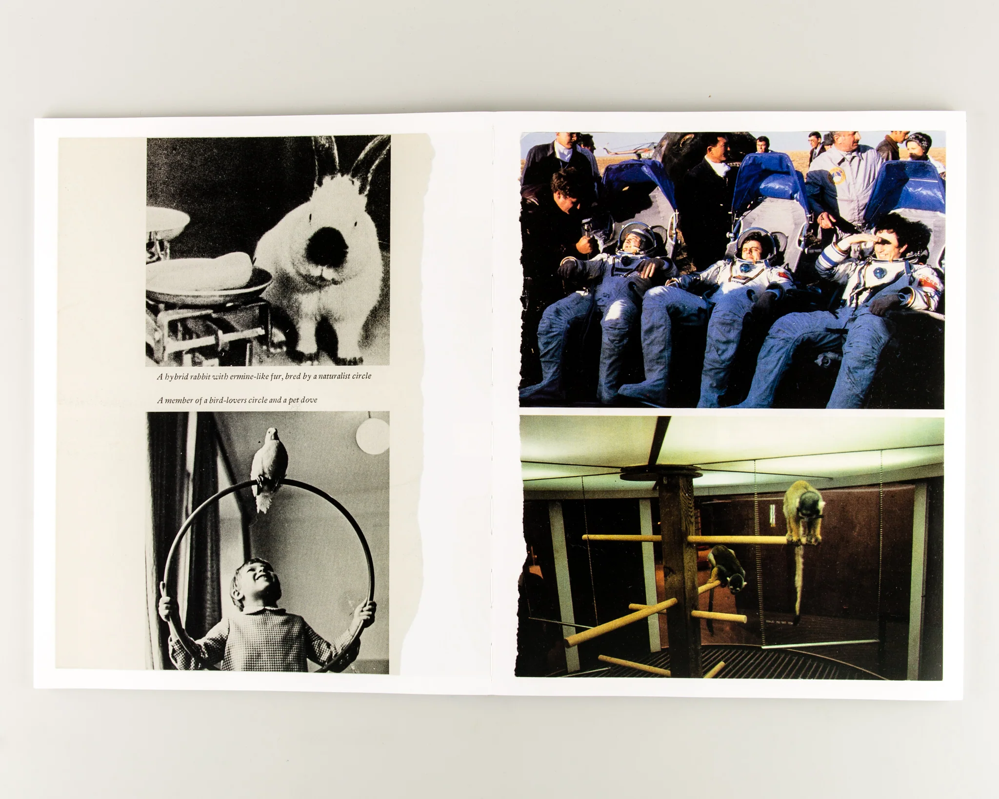 Arrangements - Image 6
