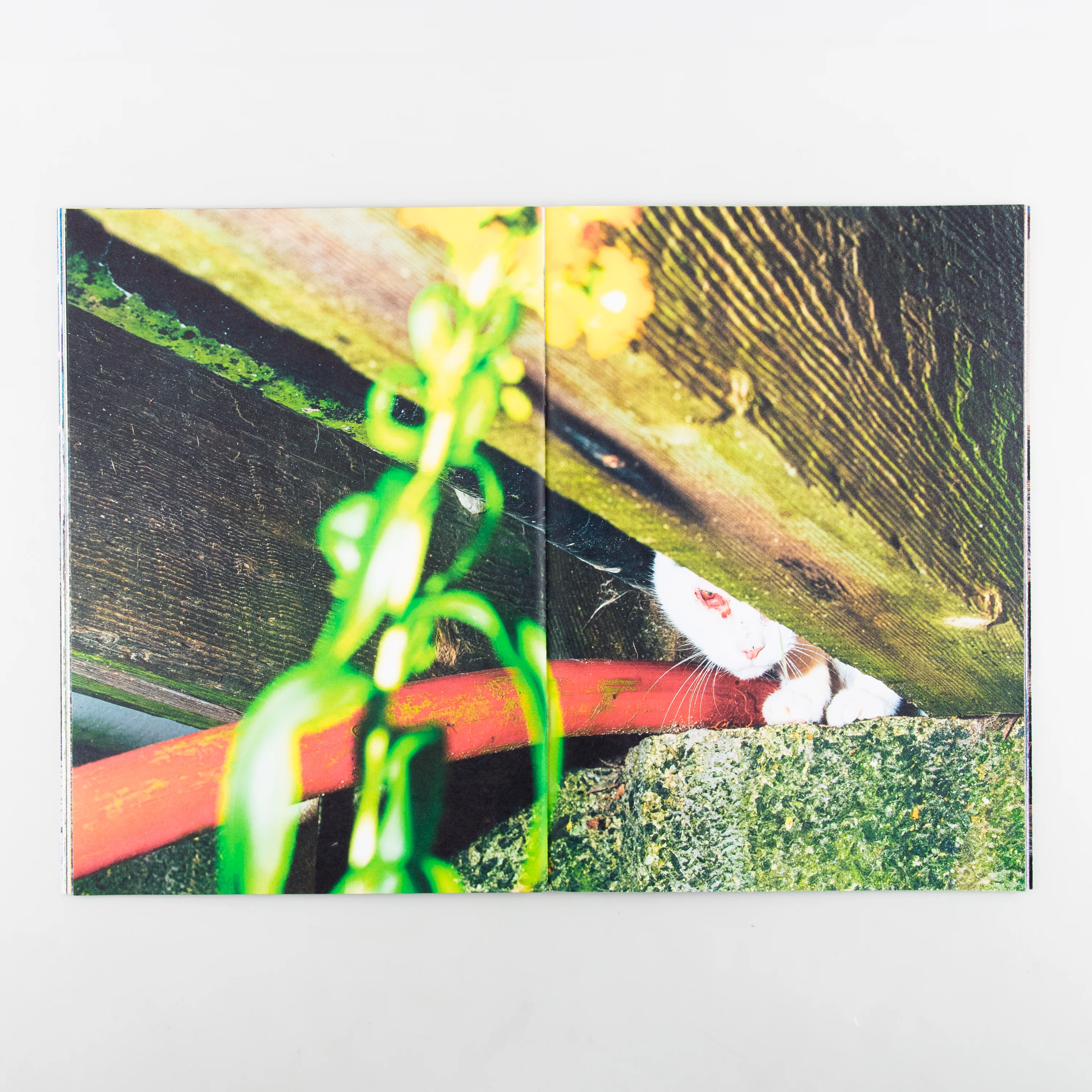 Backyard Diaries Vol.3 (Signed) - Image 2