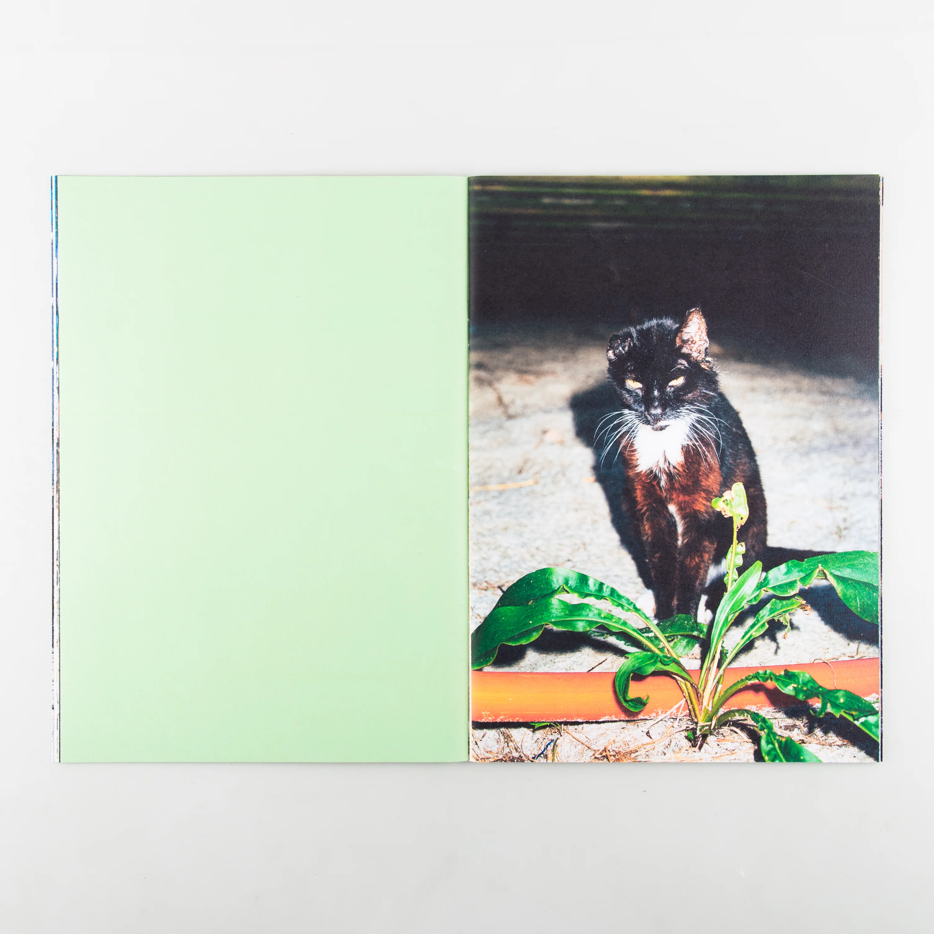 Backyard Diaries Vol.3 (Signed) - Image 3