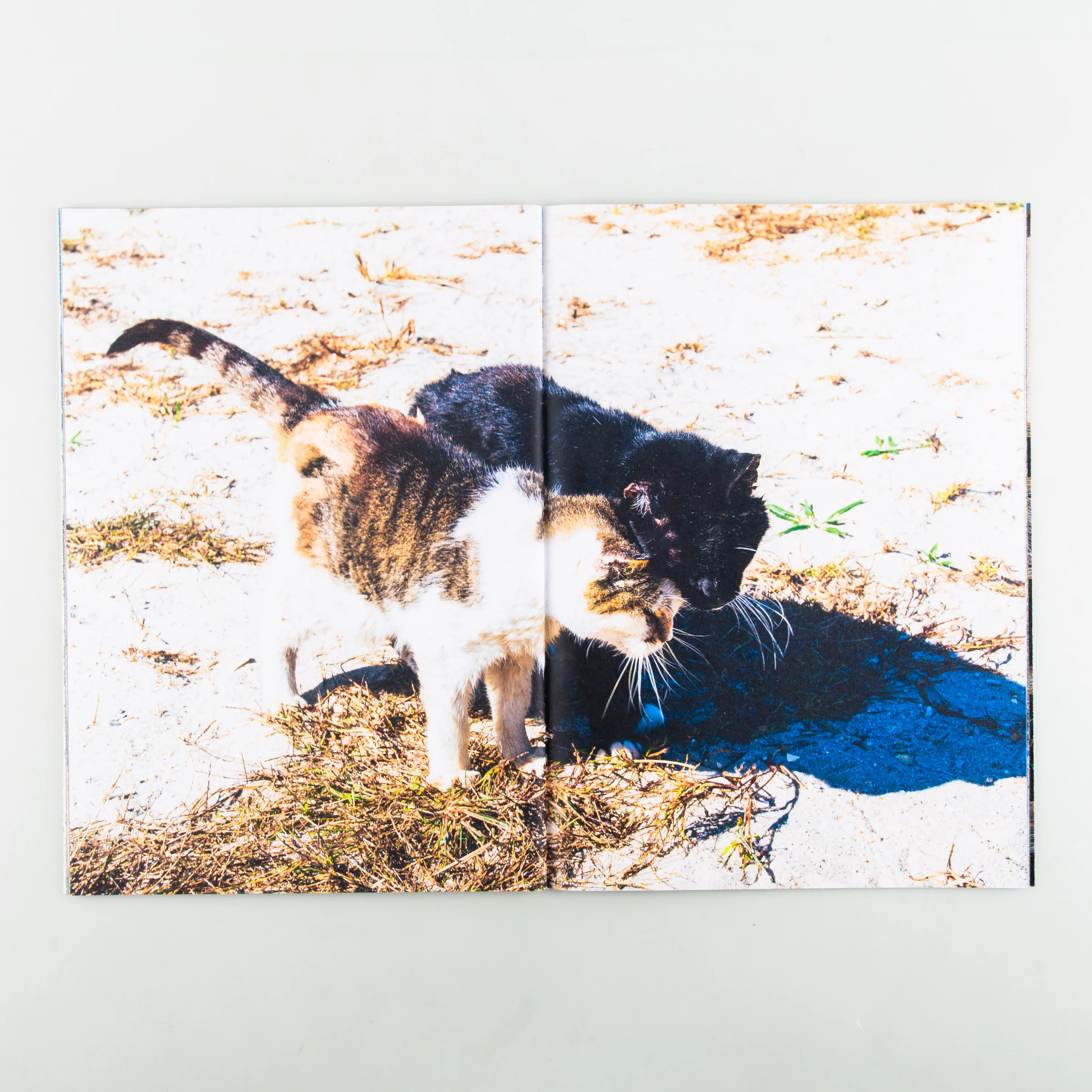 Backyard Diaries Vol.3 (Signed) - Image 5