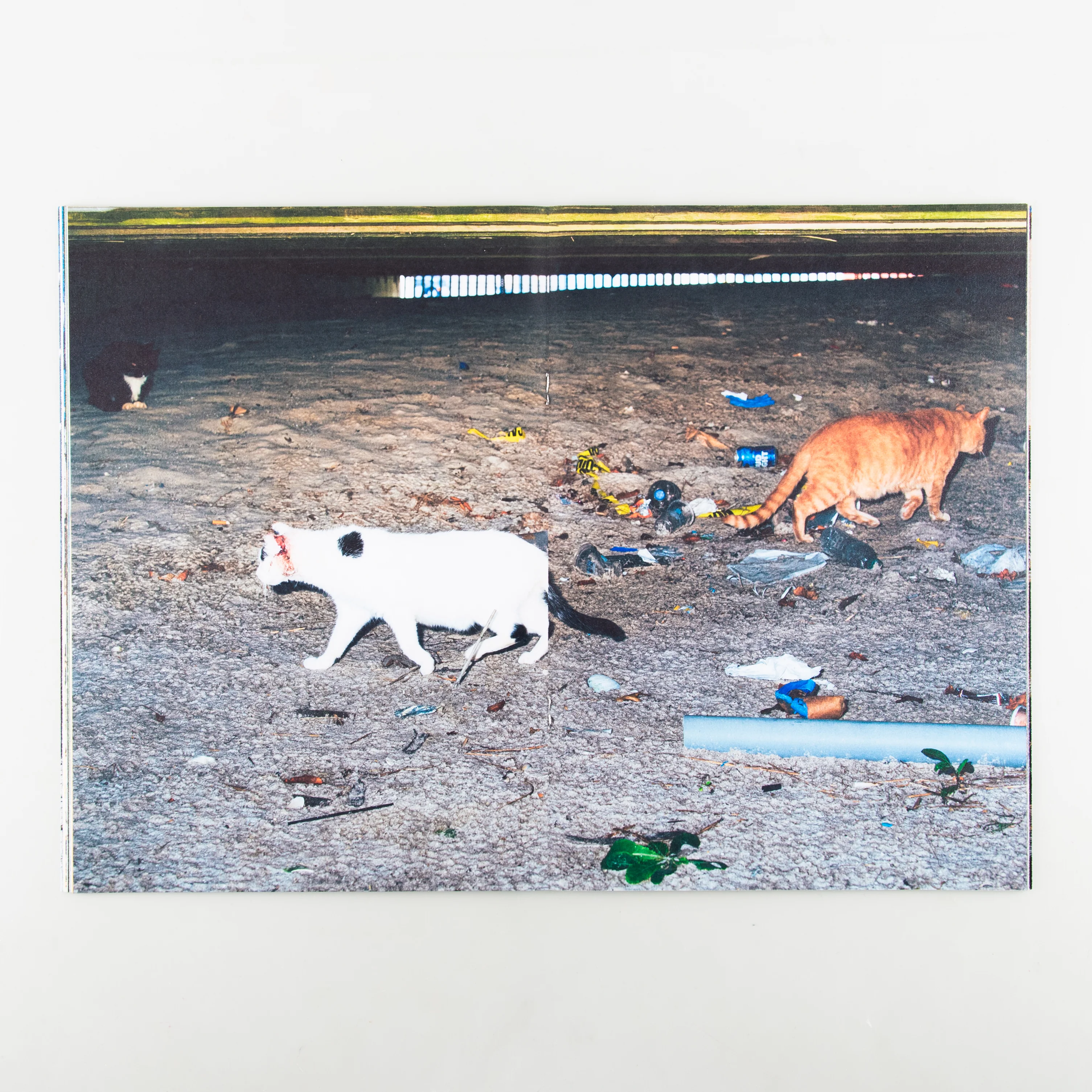 Backyard Diaries Vol.3 (Signed) - Image 9