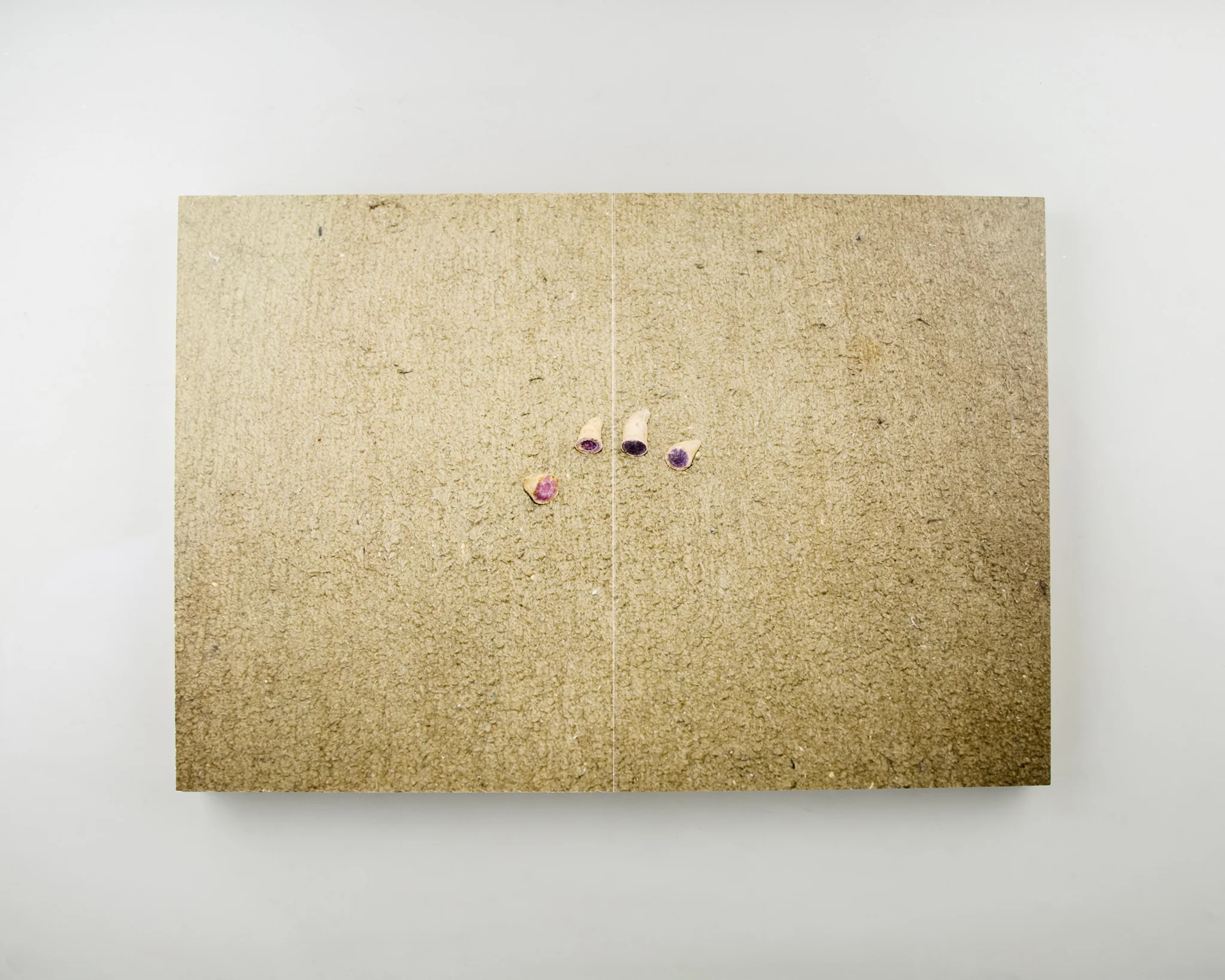 Between the Shell - Image 2