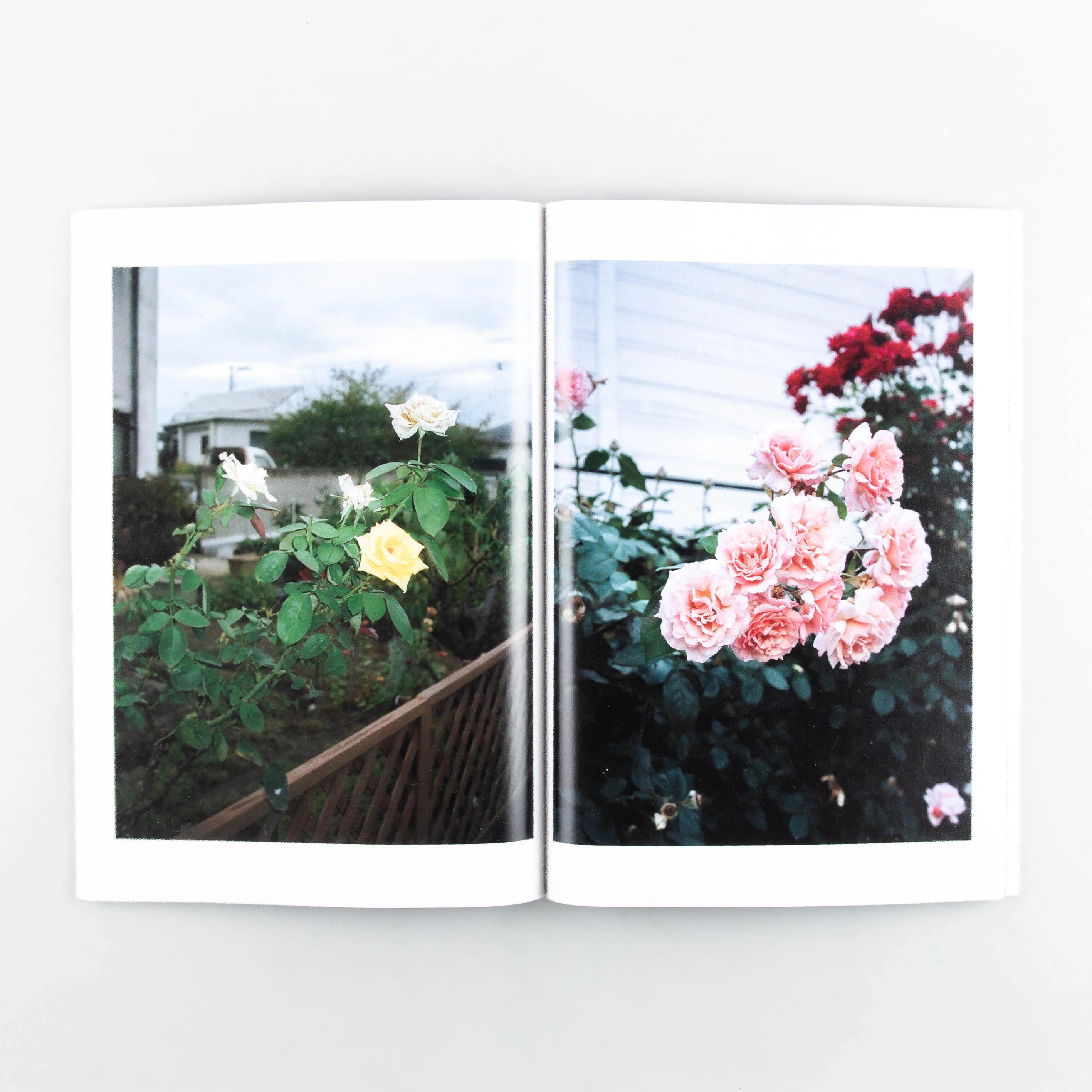 City of Roses - Image 6
