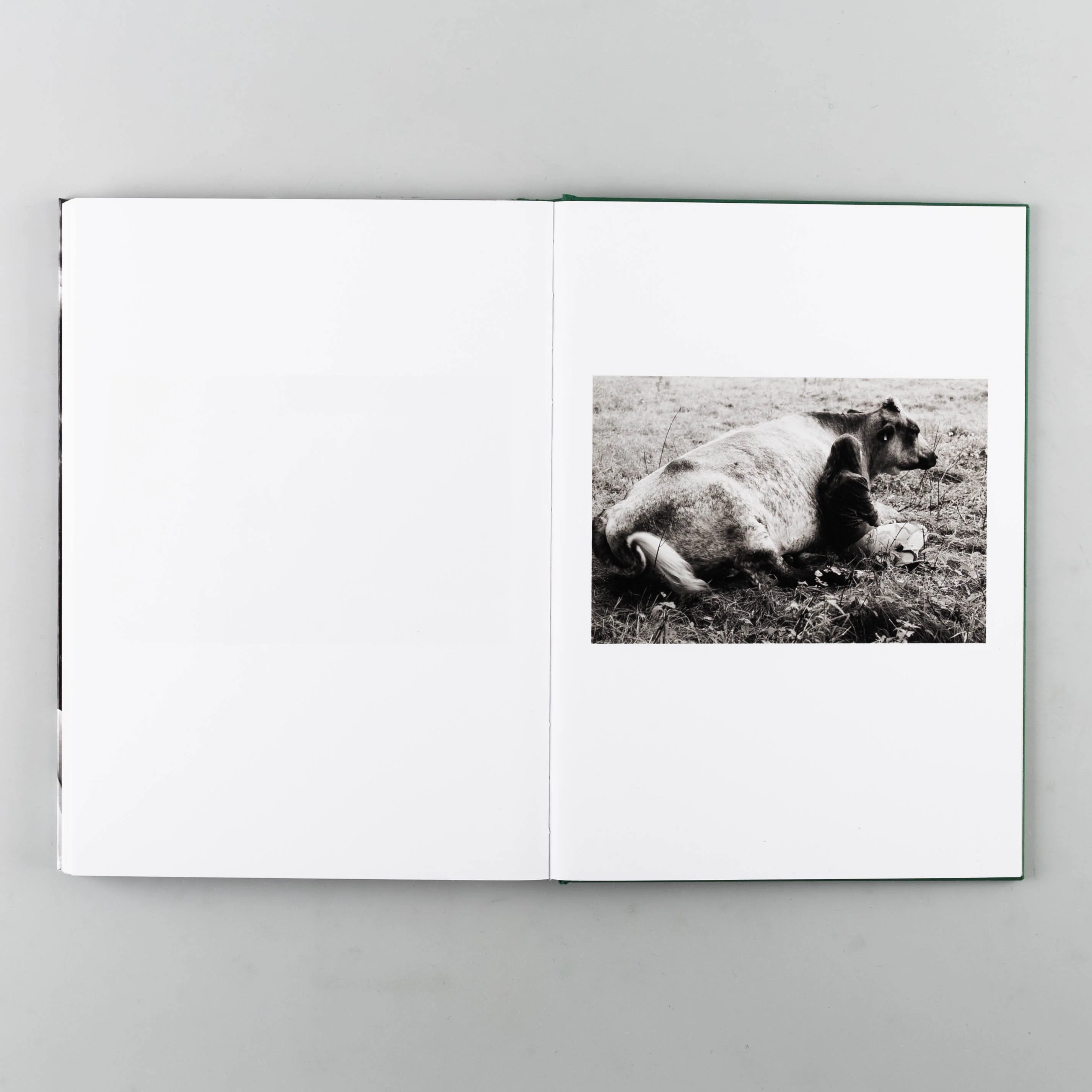 Companions - Image 10