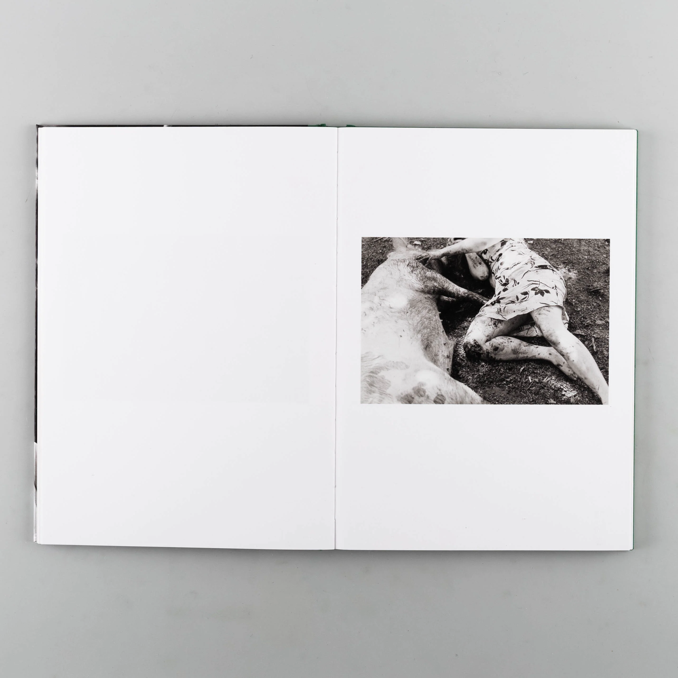 Companions - Image 4