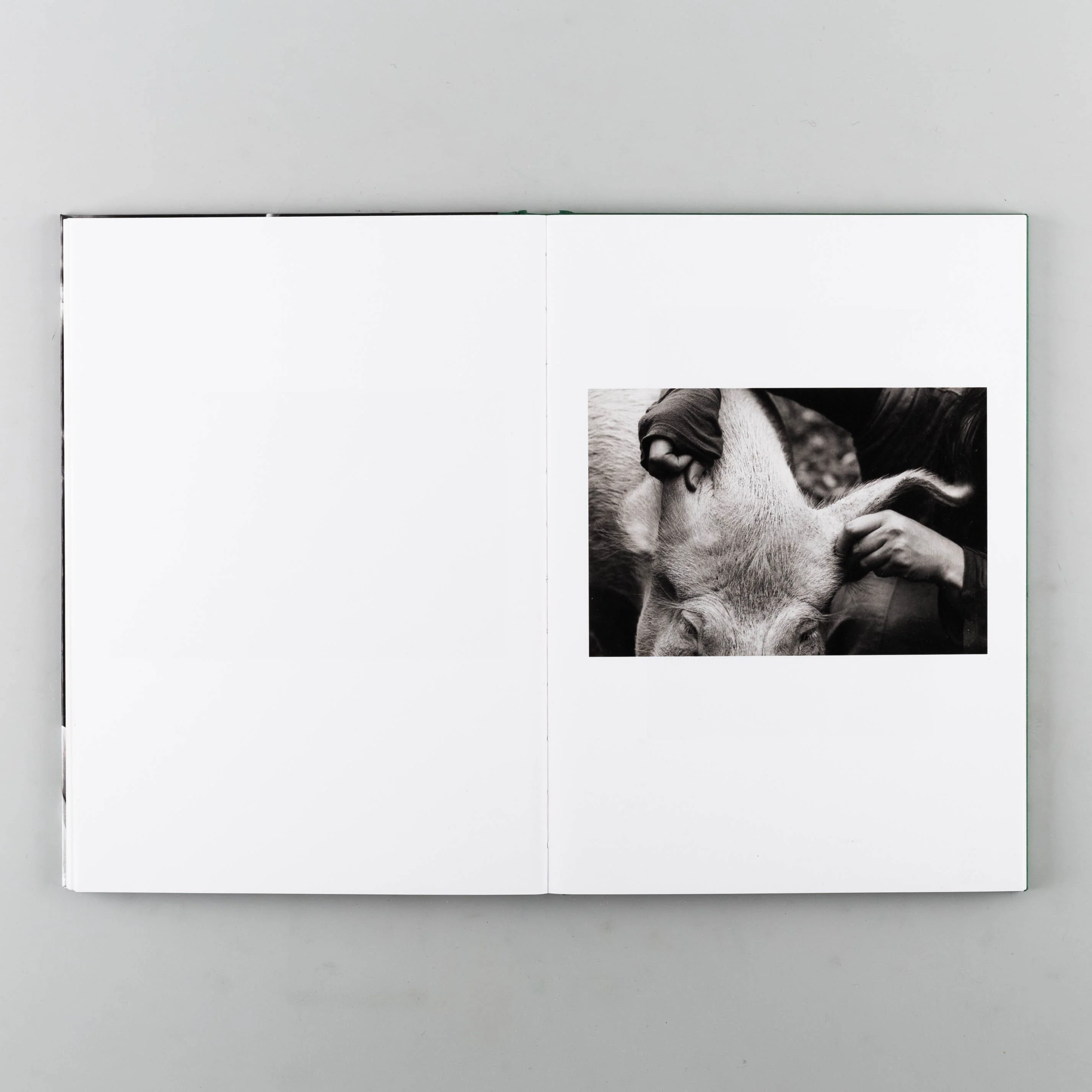 Companions - Image 5