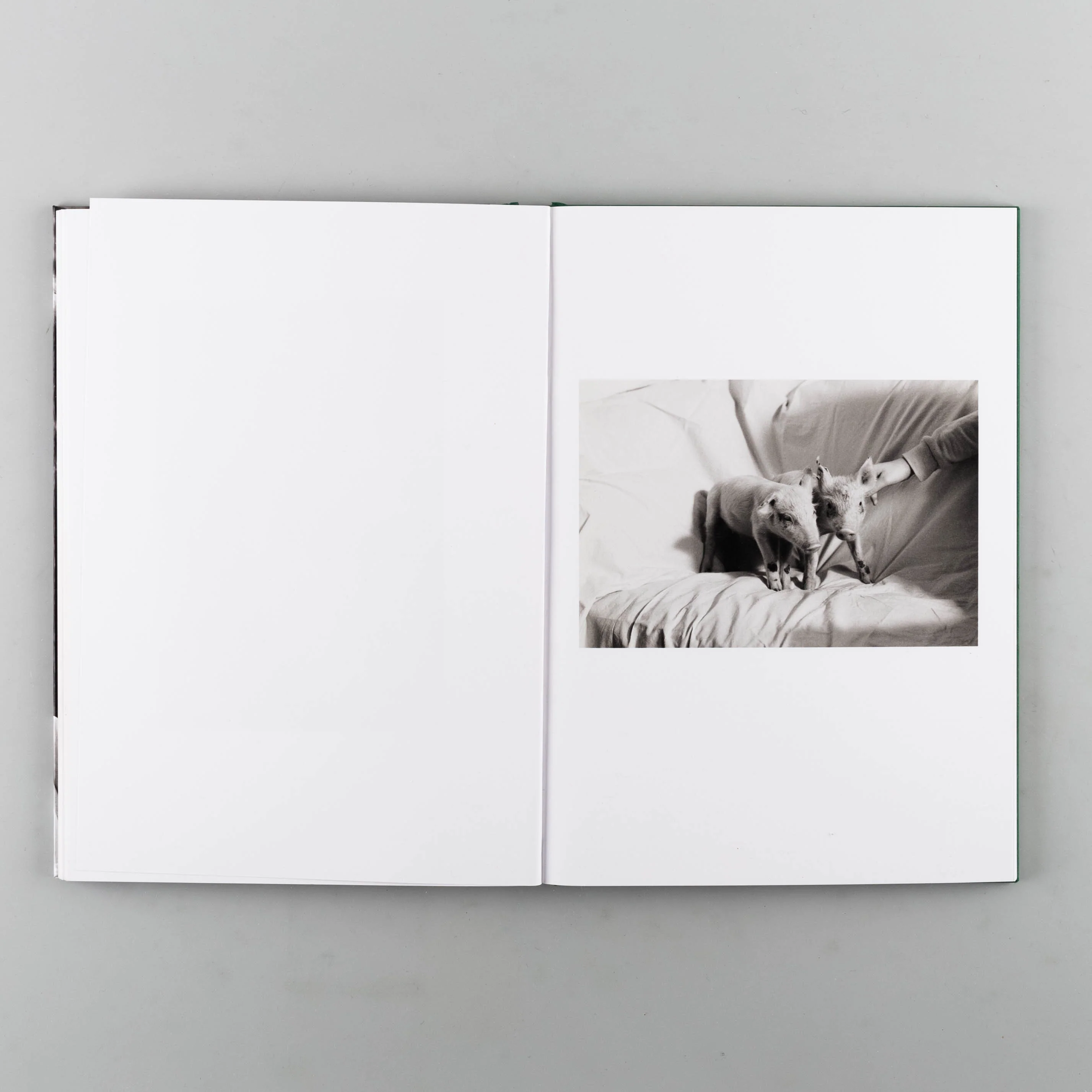 Companions - Image 6