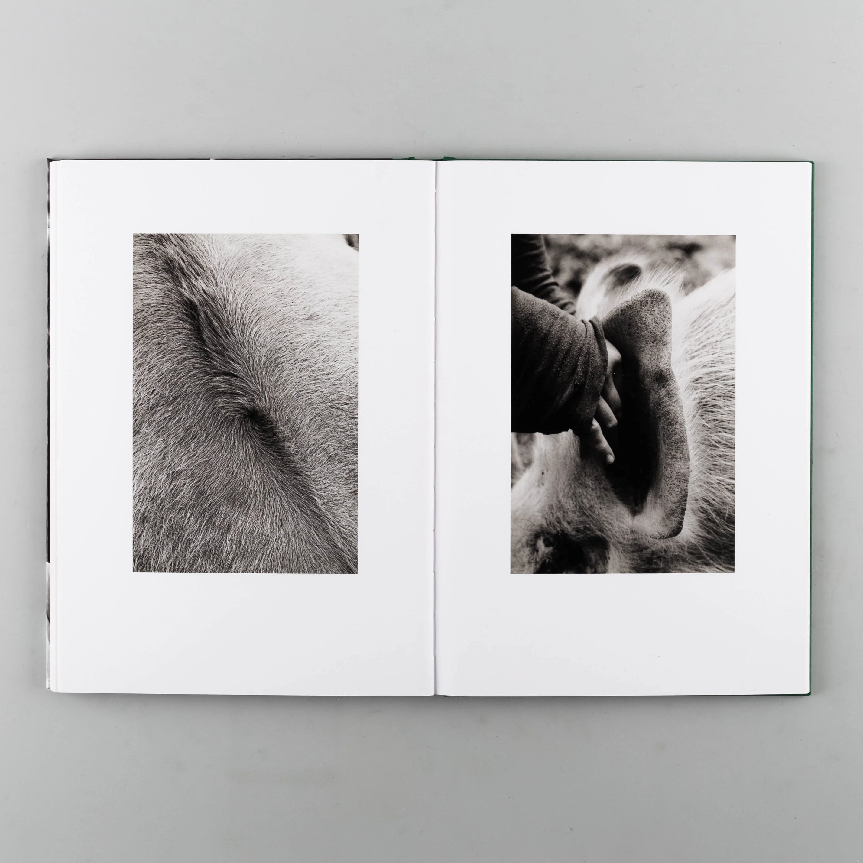 Companions - Image 8