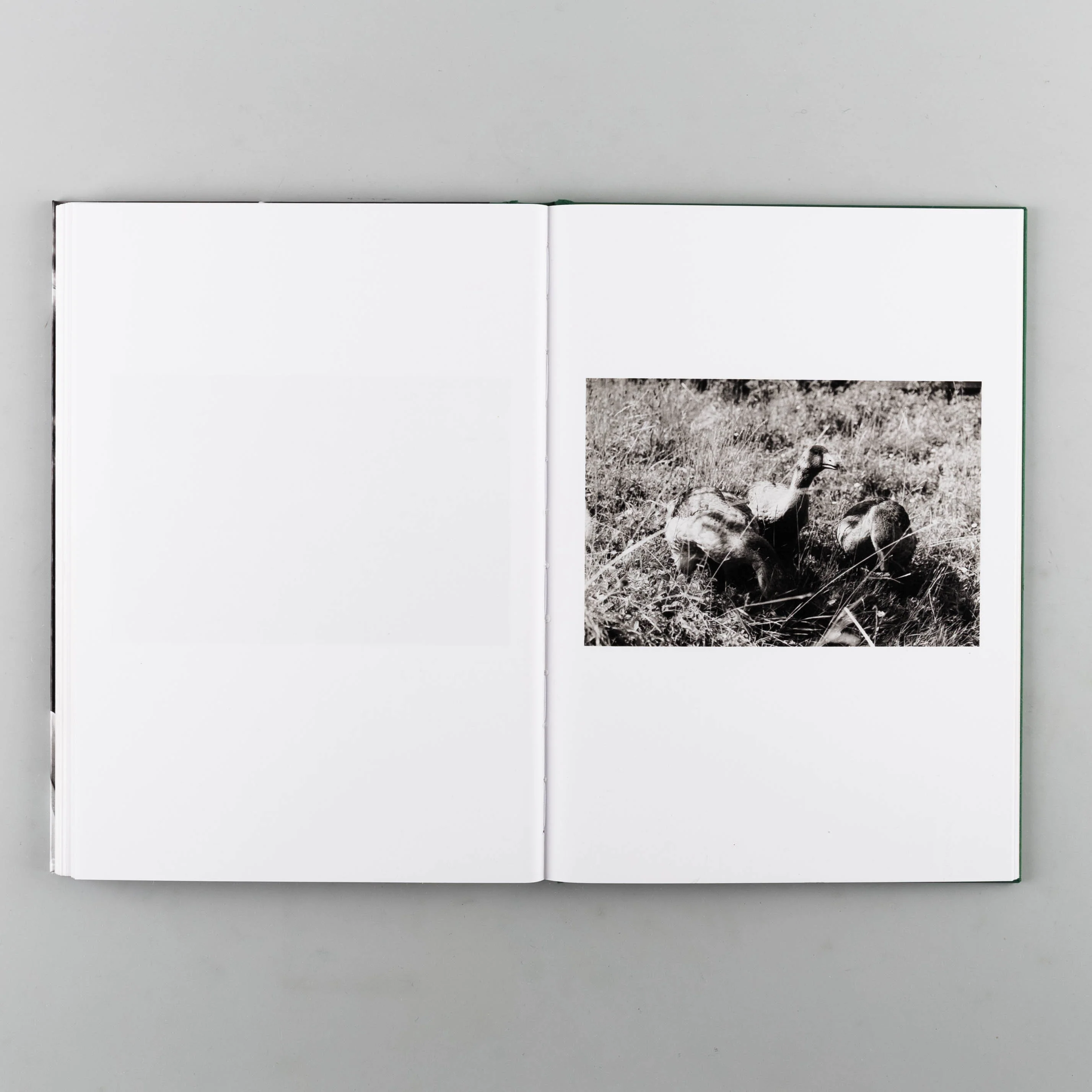 Companions - Image 9
