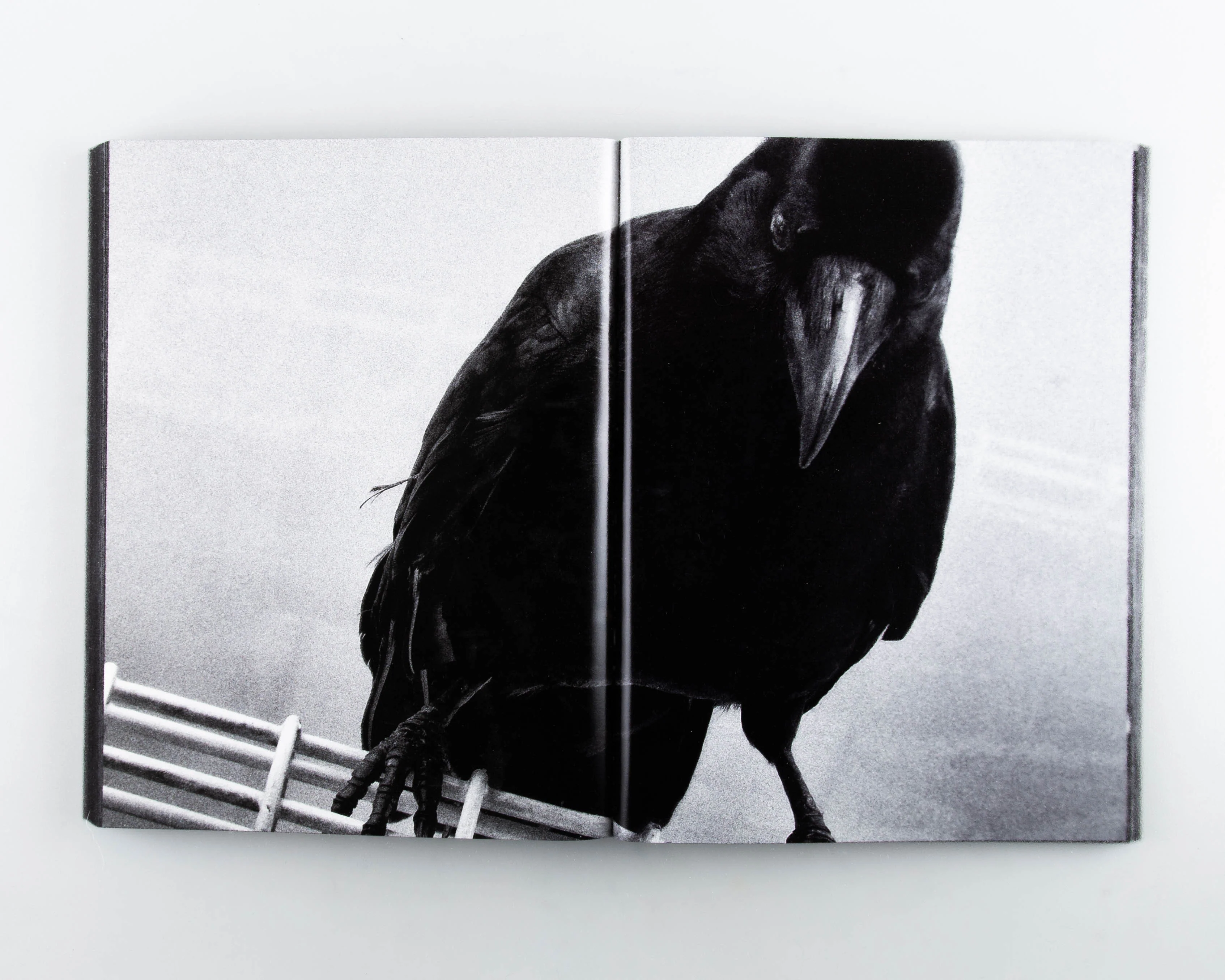 Daido Moriyama: Record 2 - Image 3