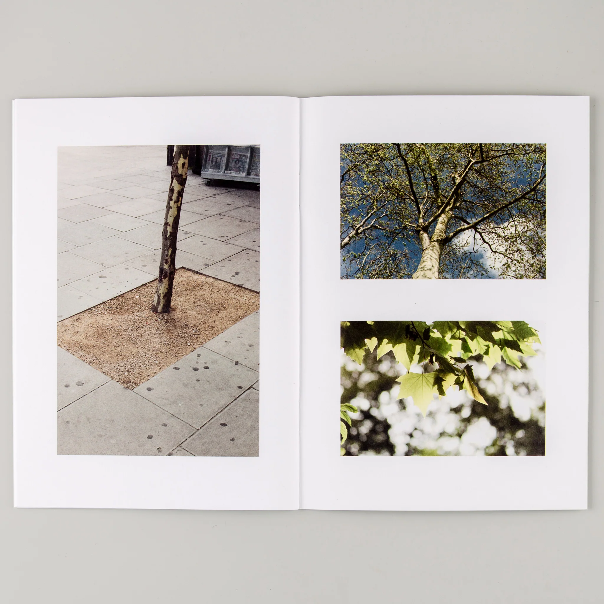 Family Tree - Image 3