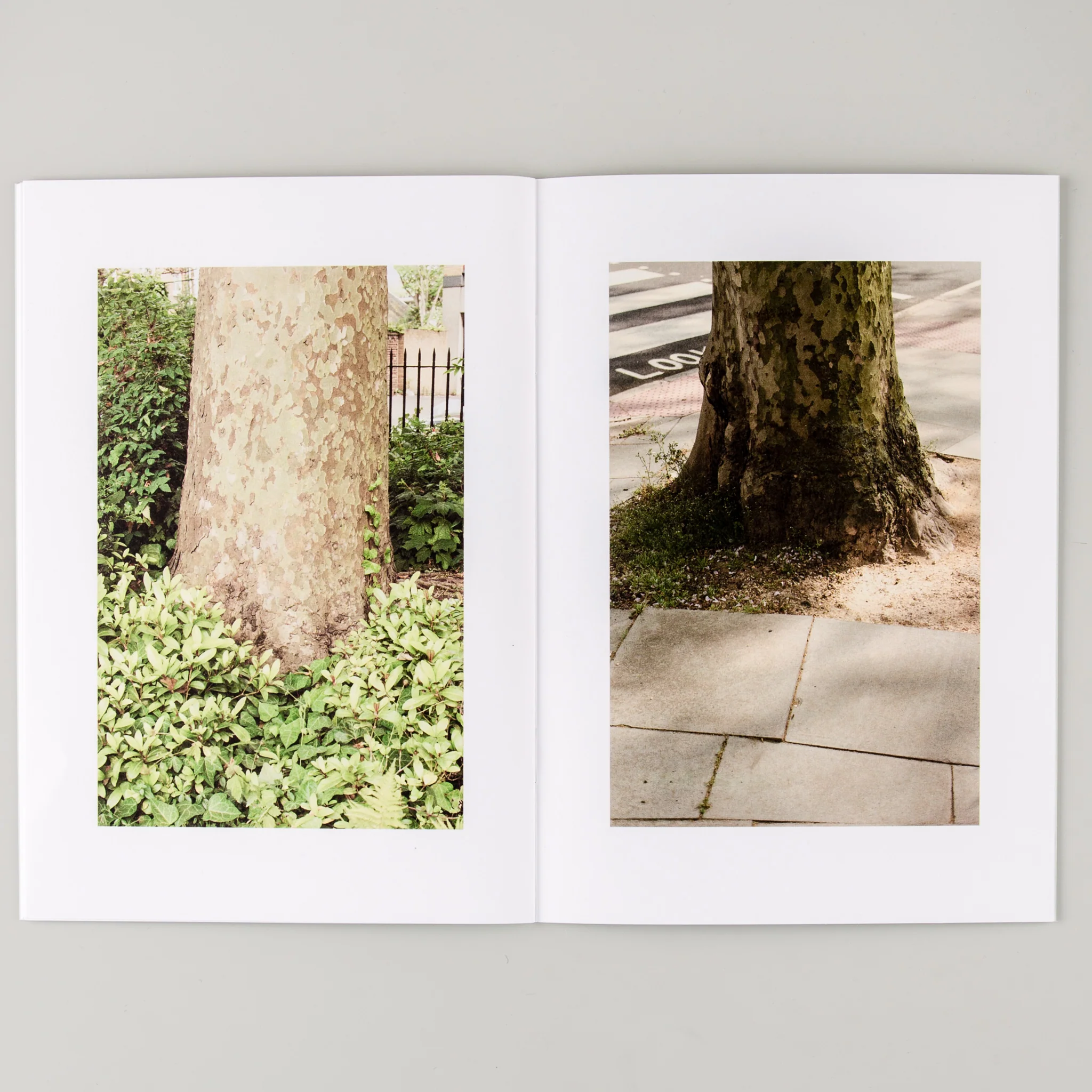 Family Tree - Image 4