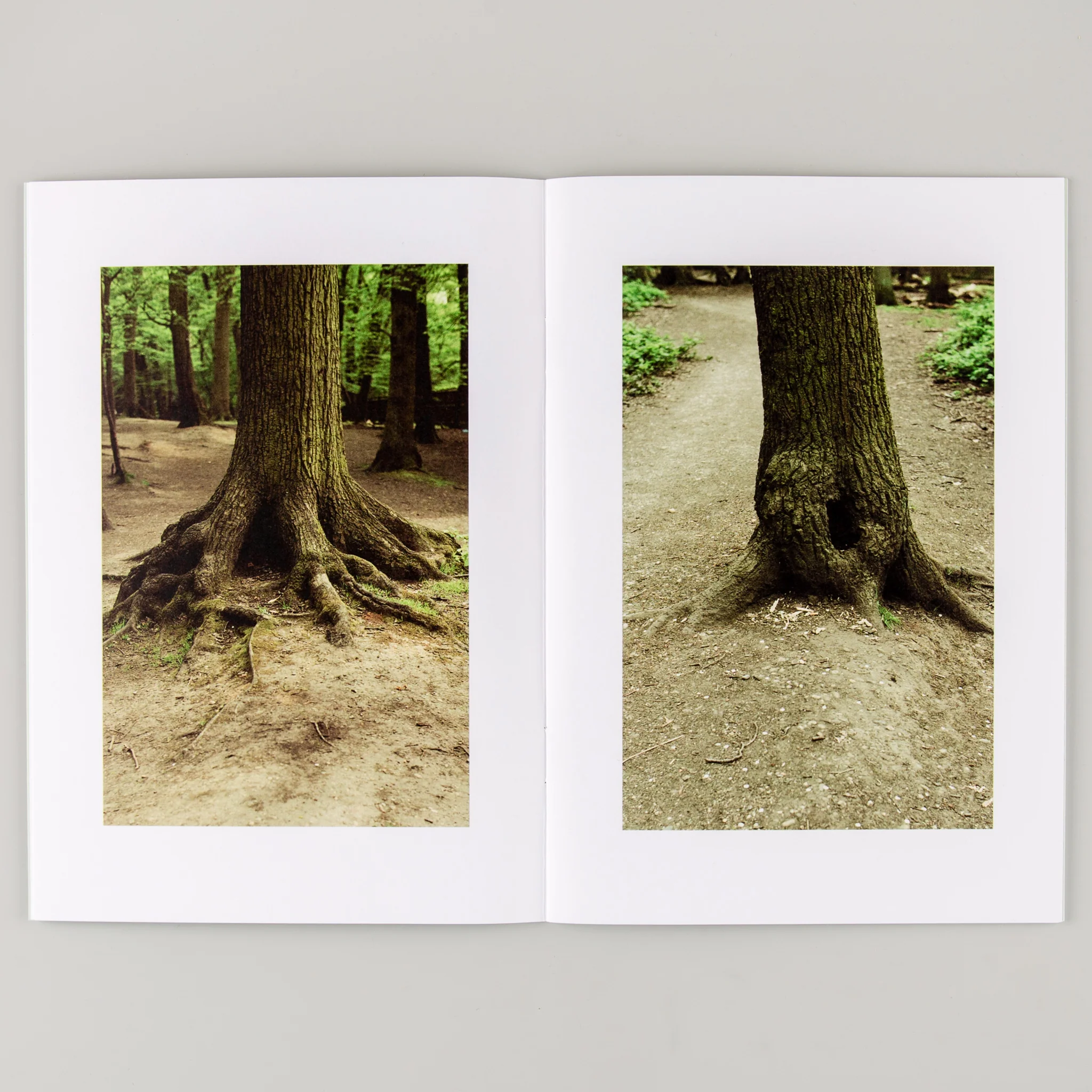 Family Tree - Image 5
