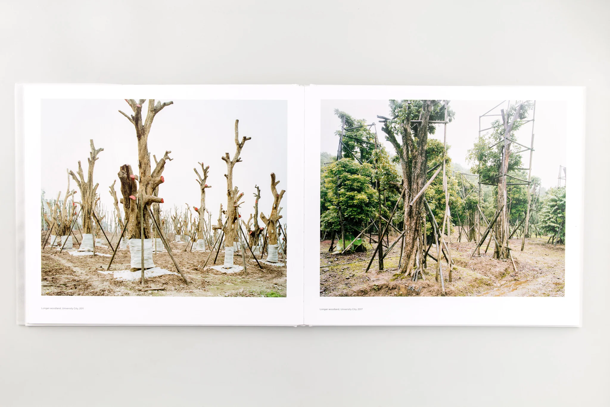 Forest - Image 10