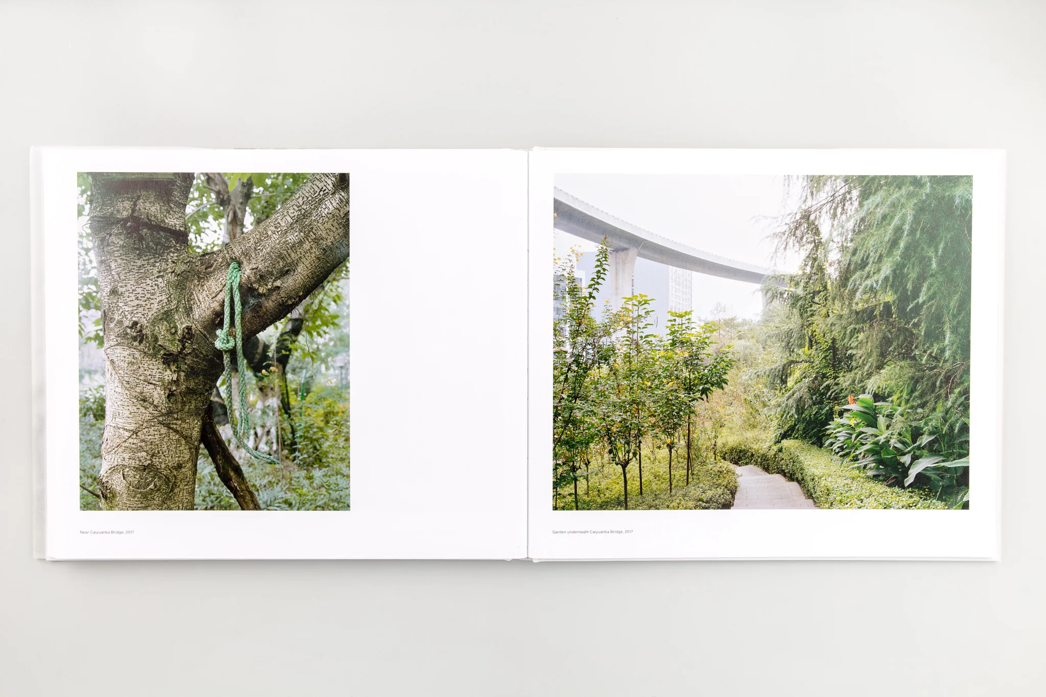 Forest - Image 15