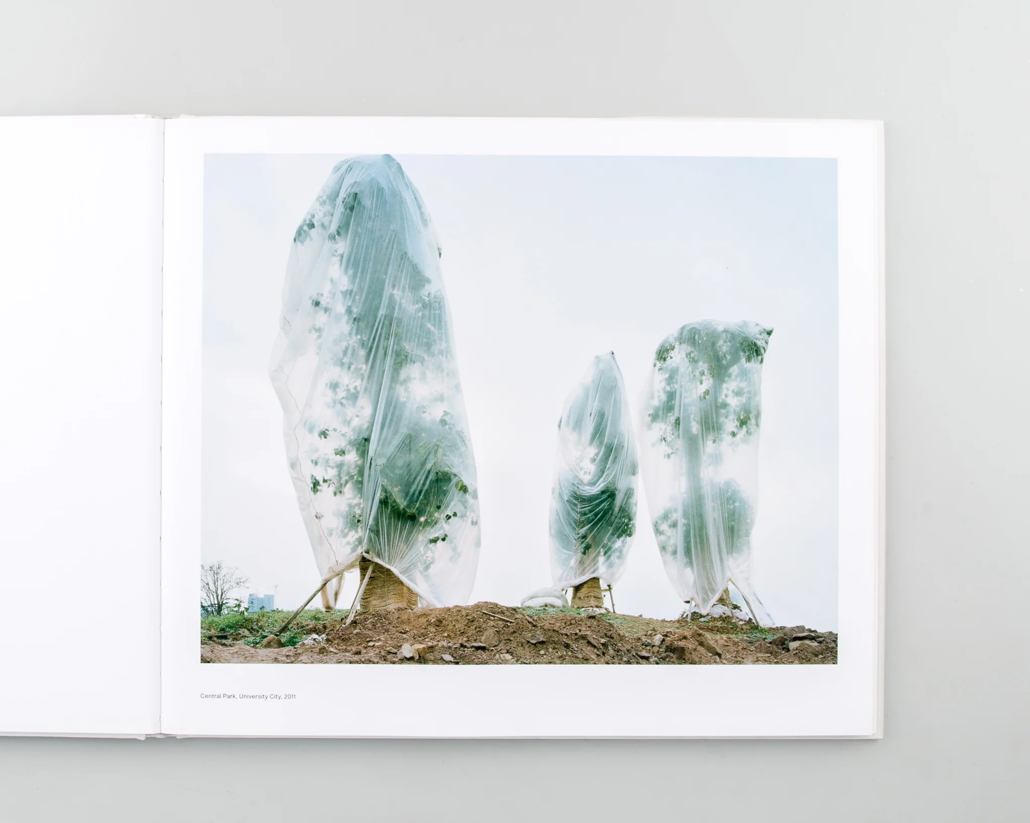 Forest - Image 4