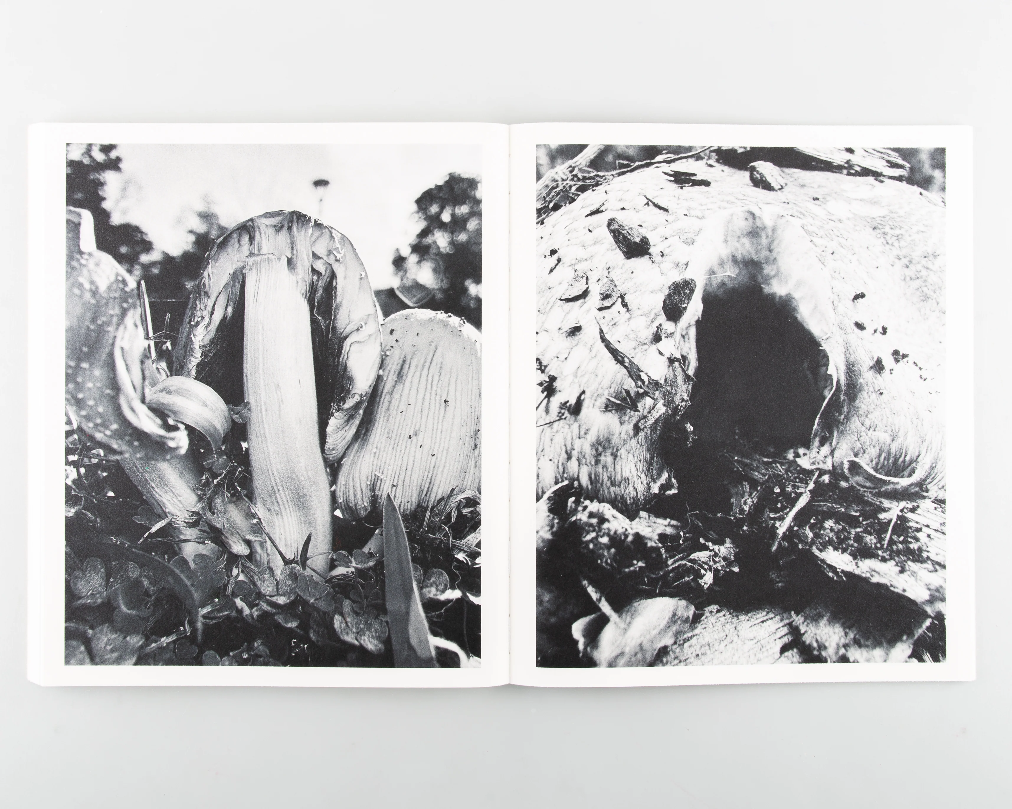 Fruiting Bodies - Image 11