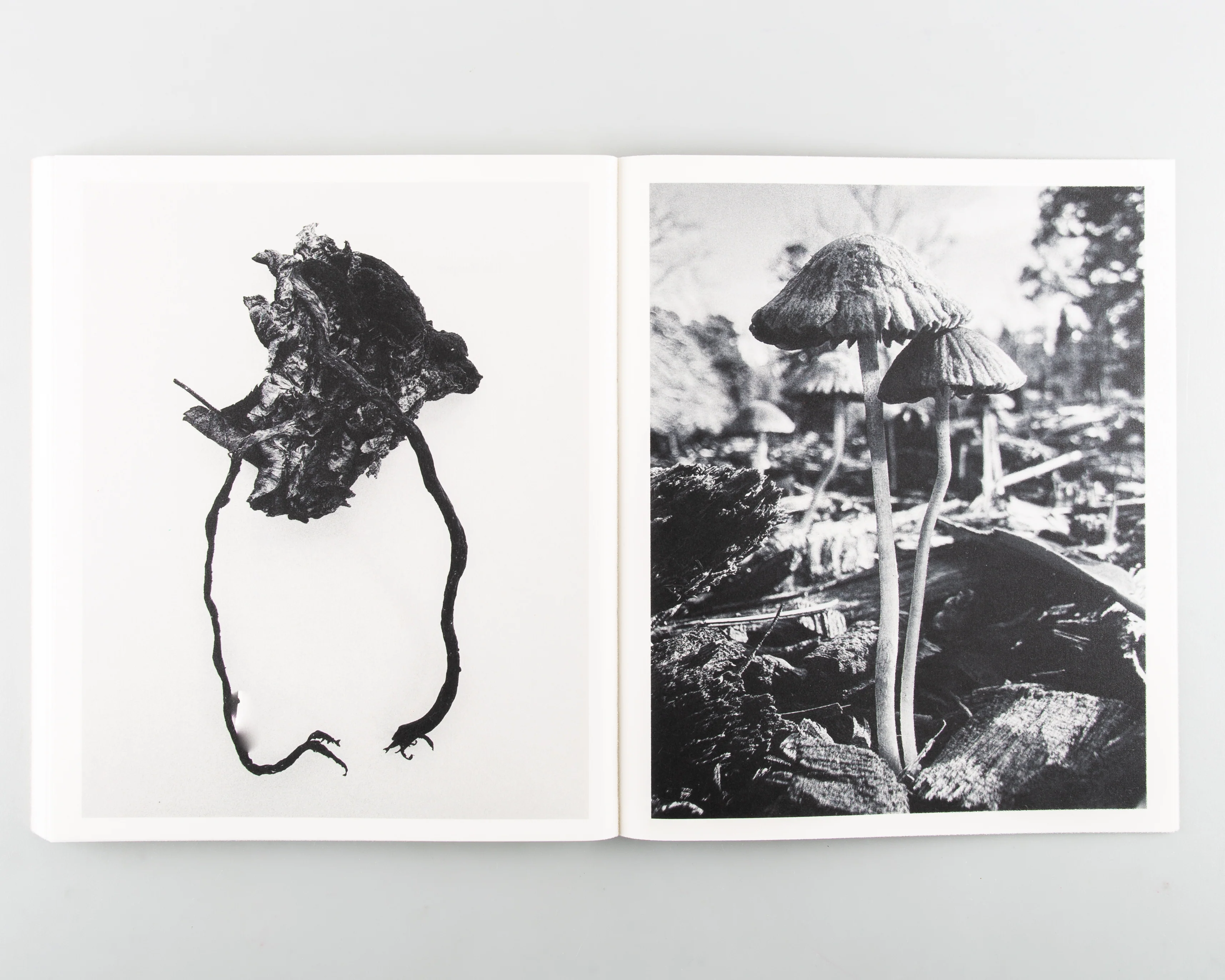 Fruiting Bodies - Image 14