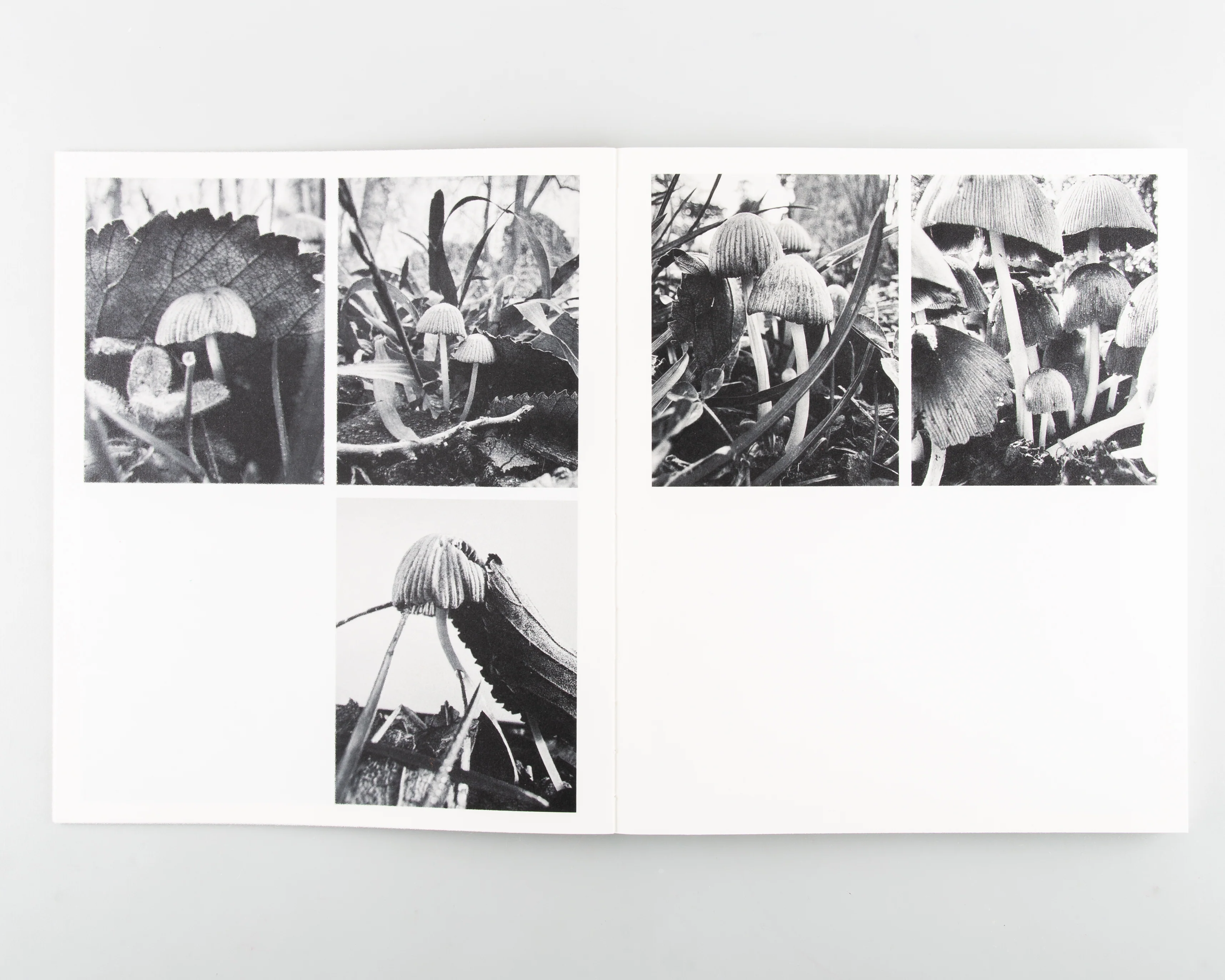 Fruiting Bodies - Image 3