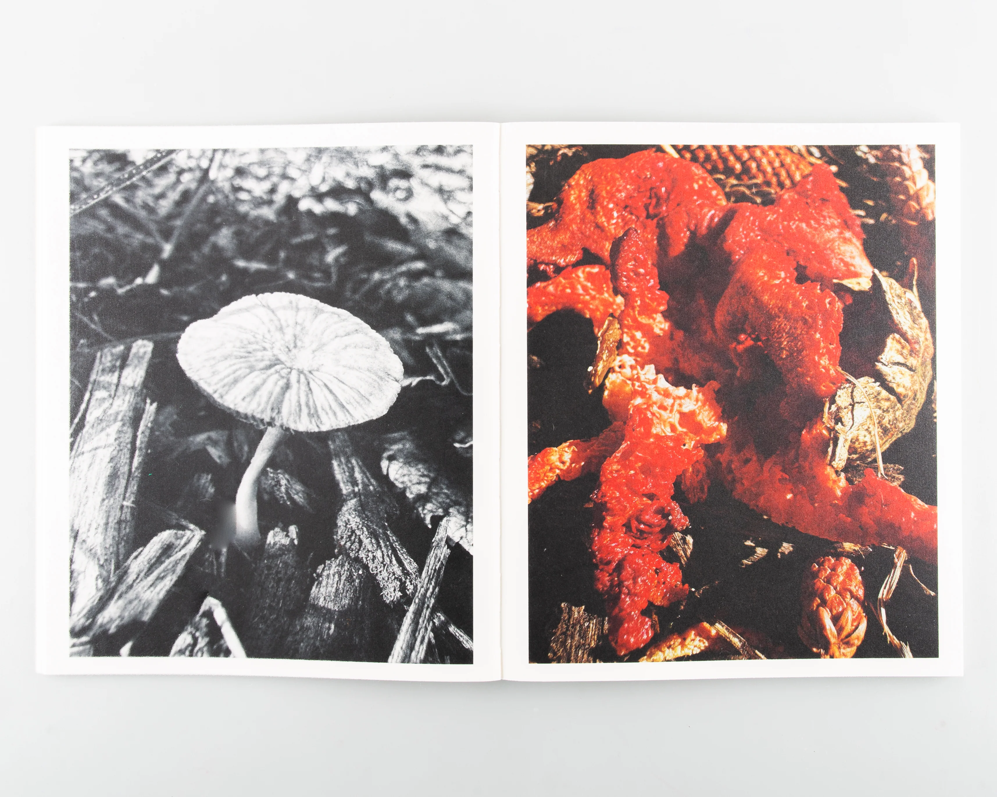 Fruiting Bodies - Image 5
