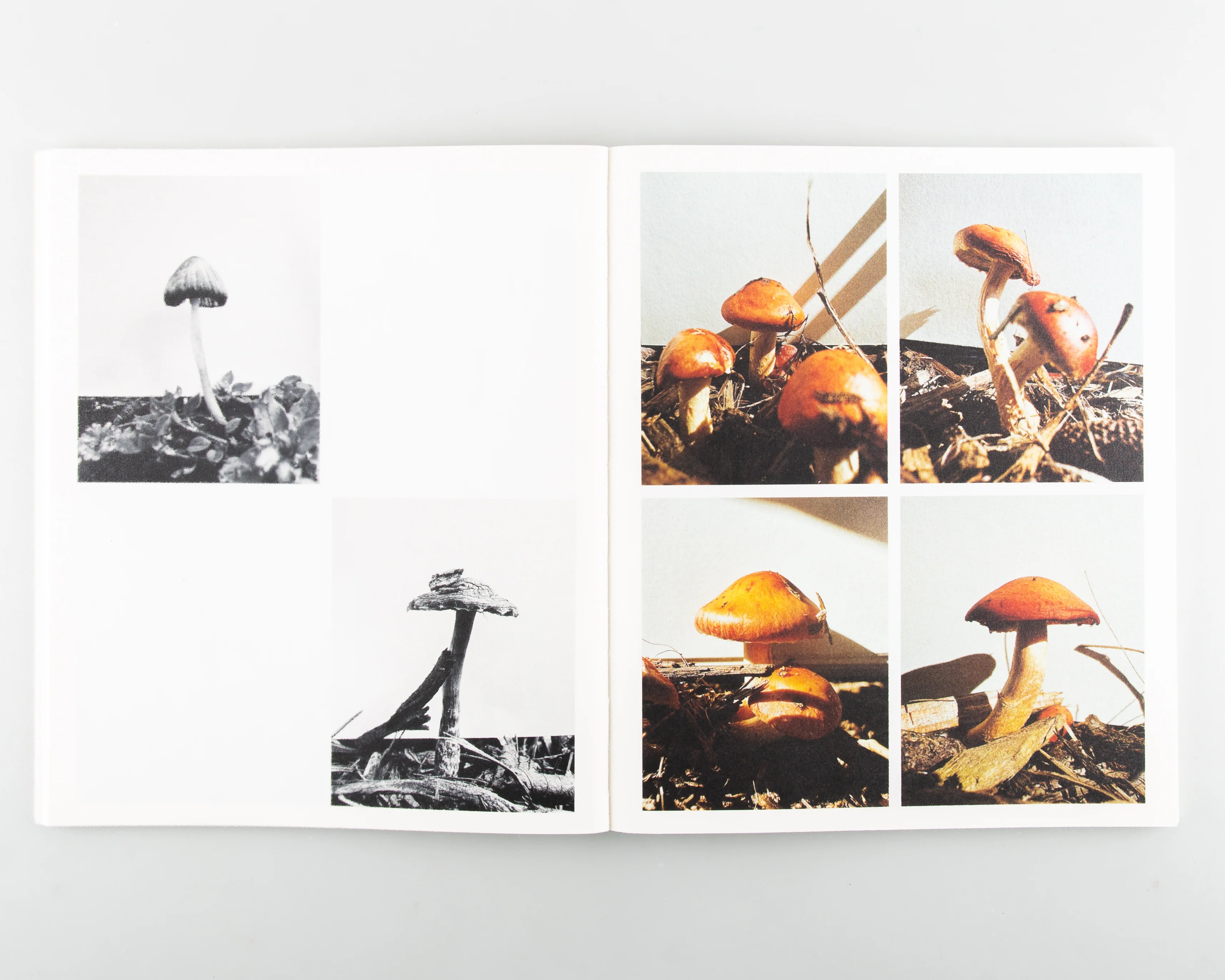 Fruiting Bodies - Image 6