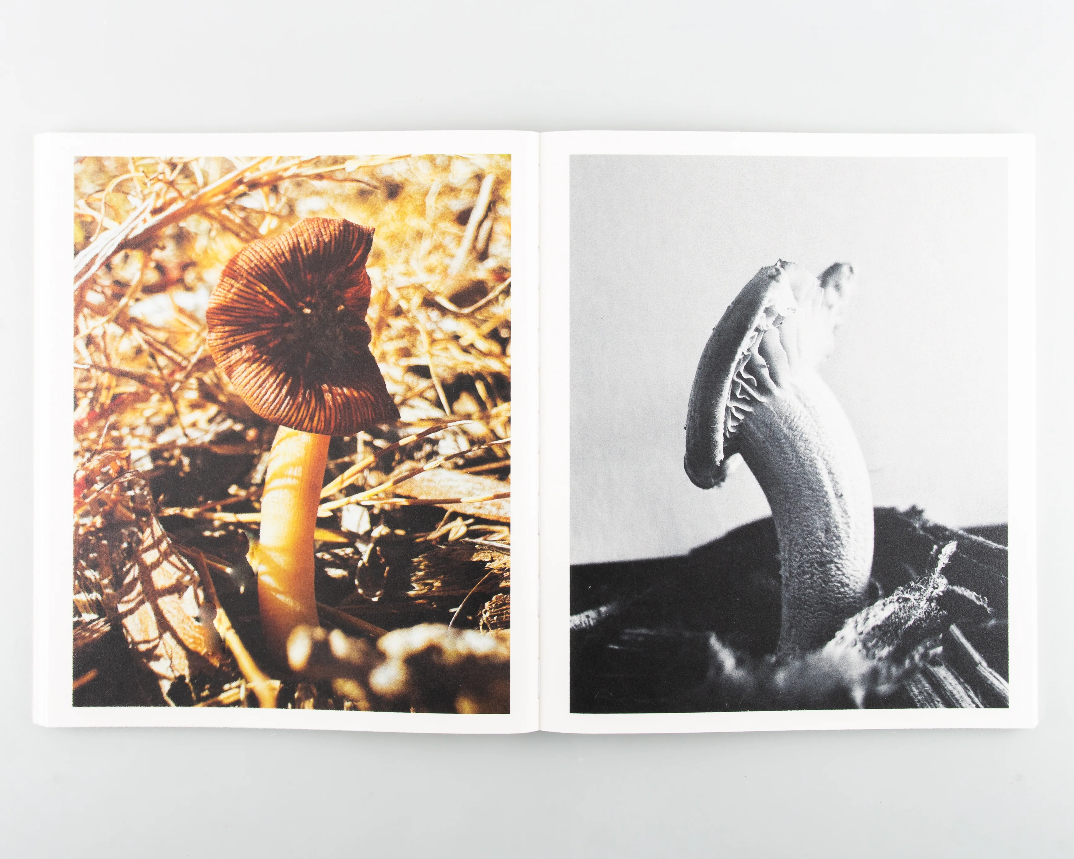 Fruiting Bodies - Image 7