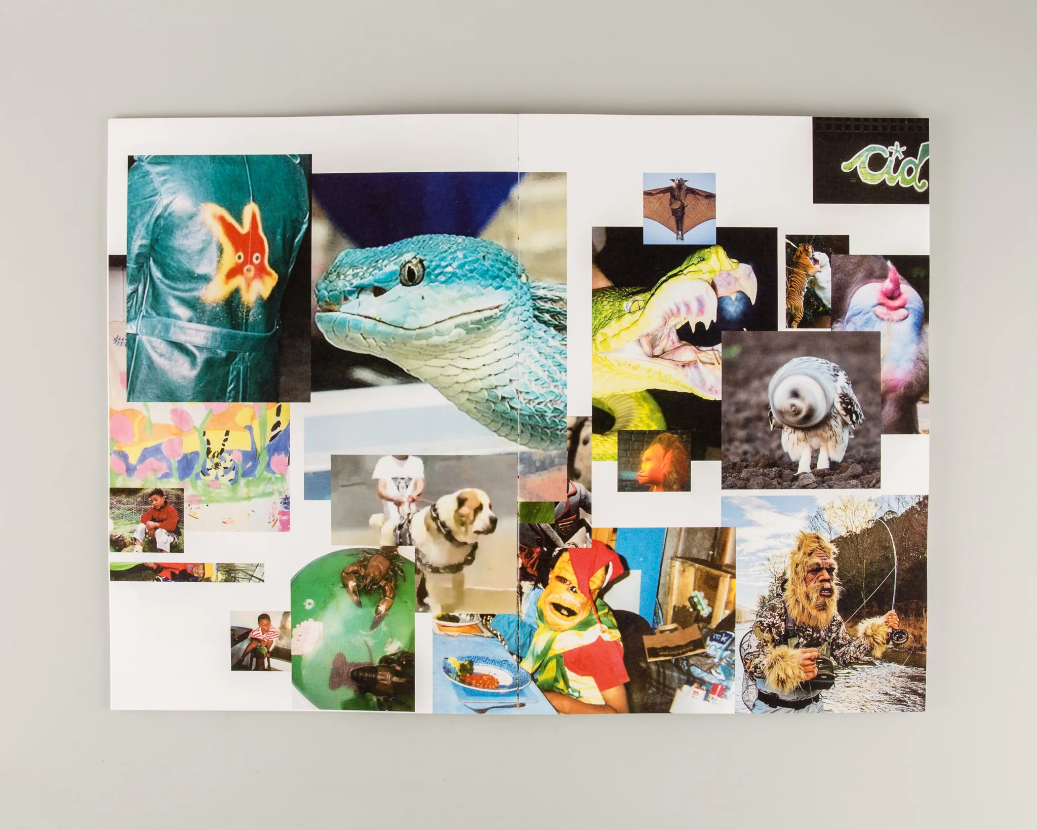 GapTooth - Image 10