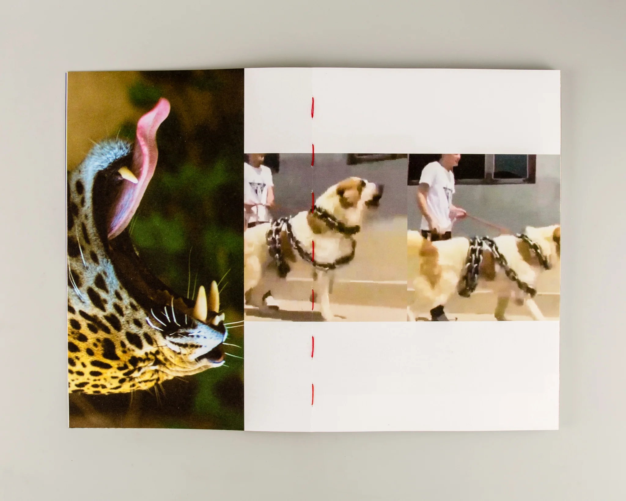 GapTooth - Image 12