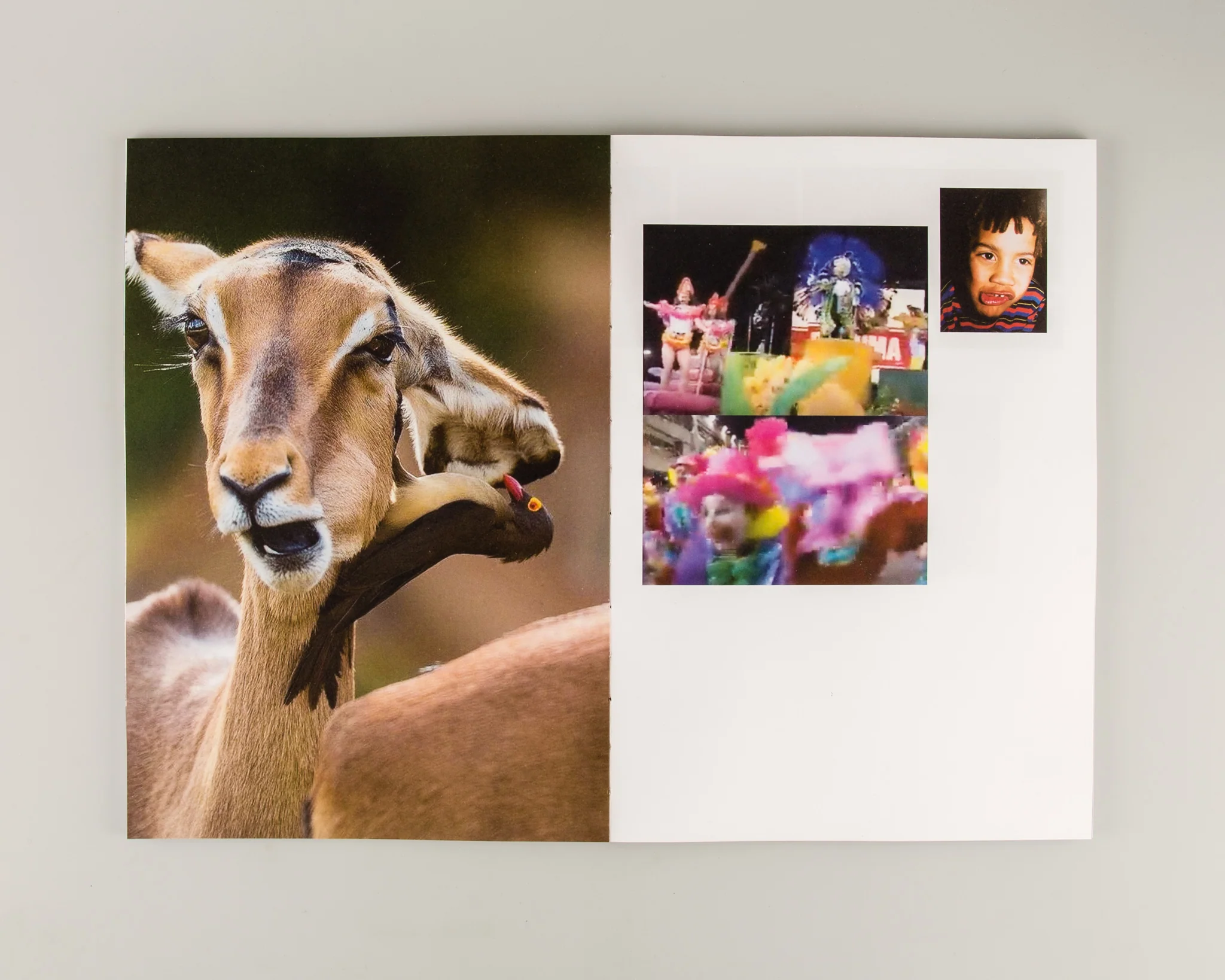 GapTooth - Image 8