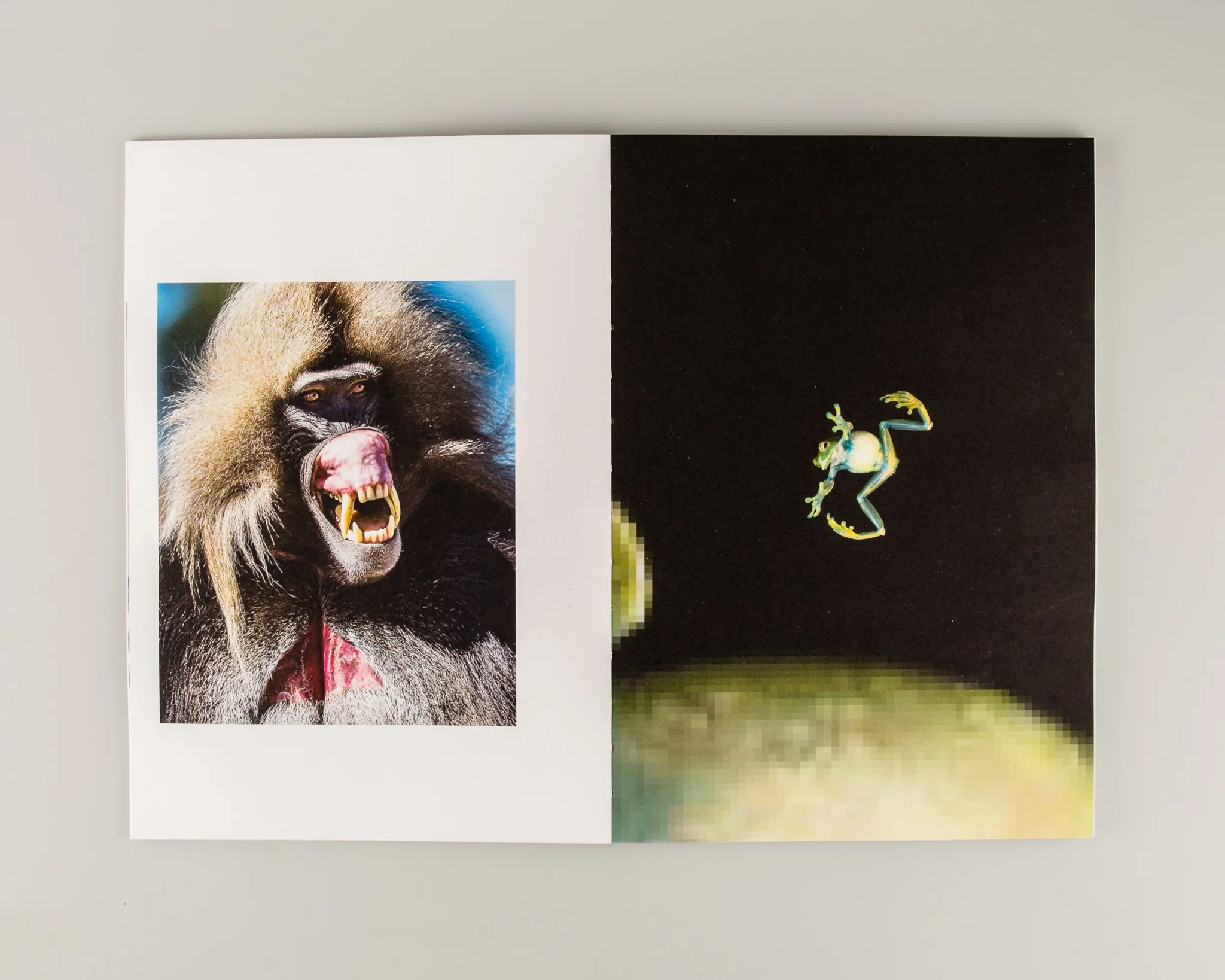 GapTooth - Image 9