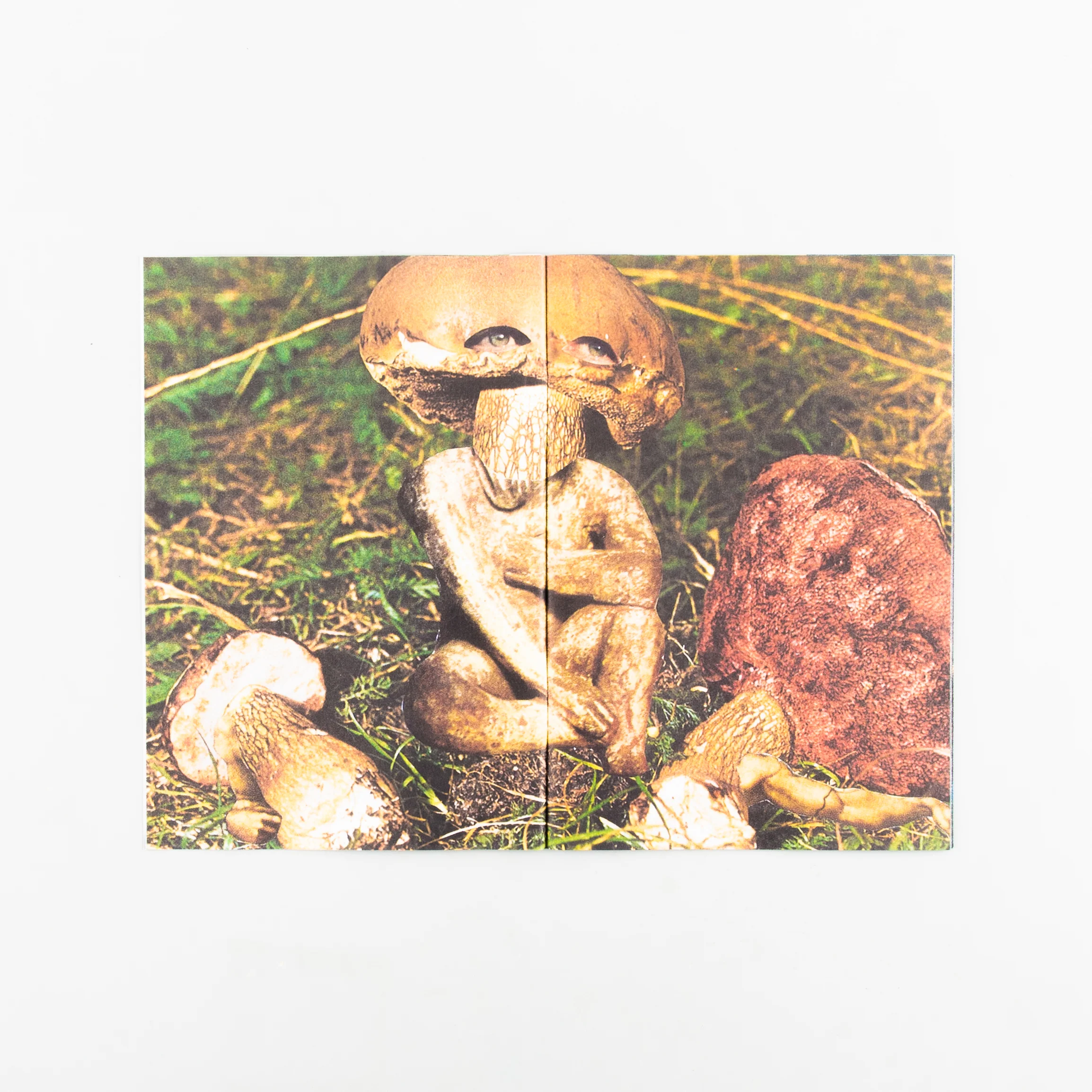 Hybrids and Mushroom friends - Image 5