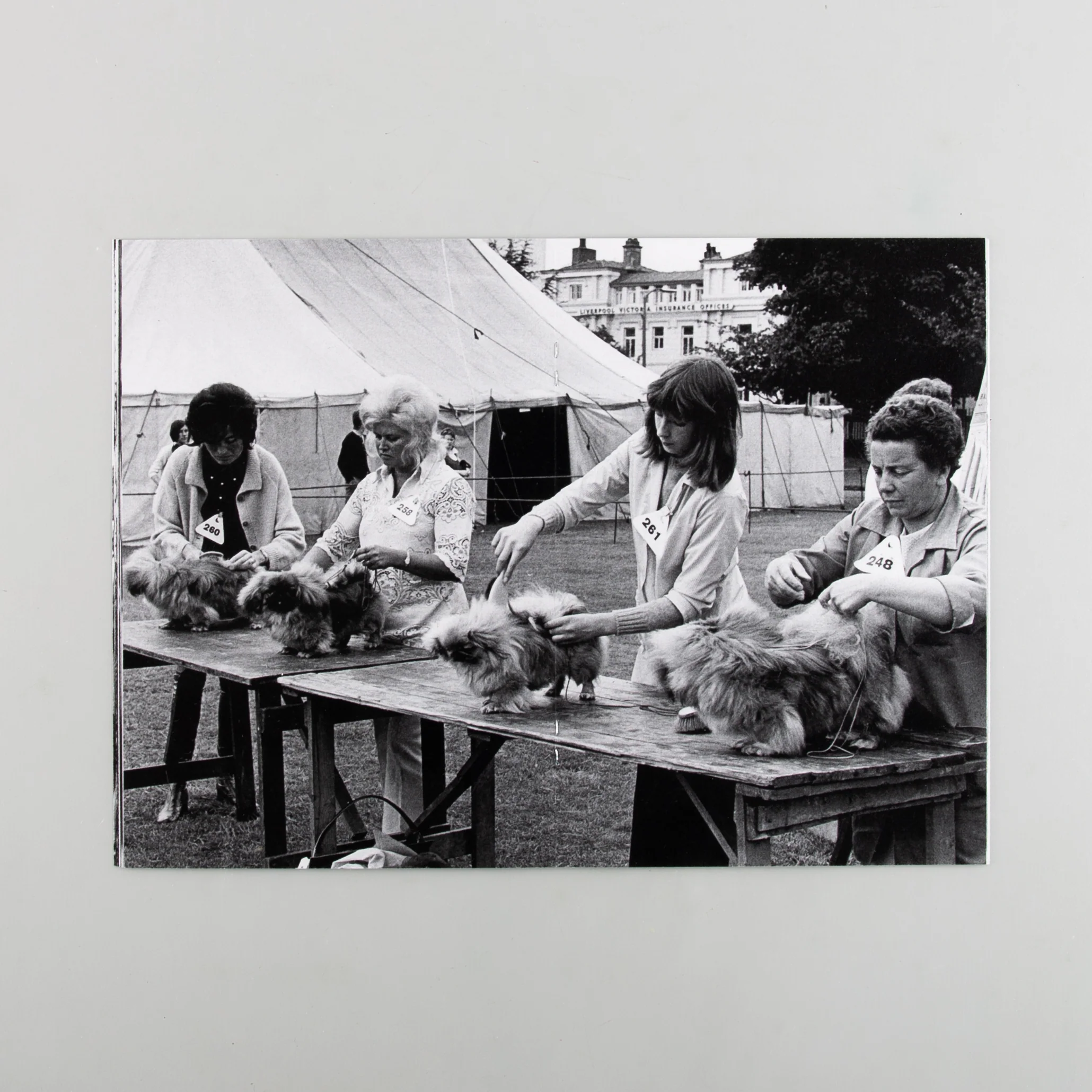 Dogs 1960s-1980s - Image 2