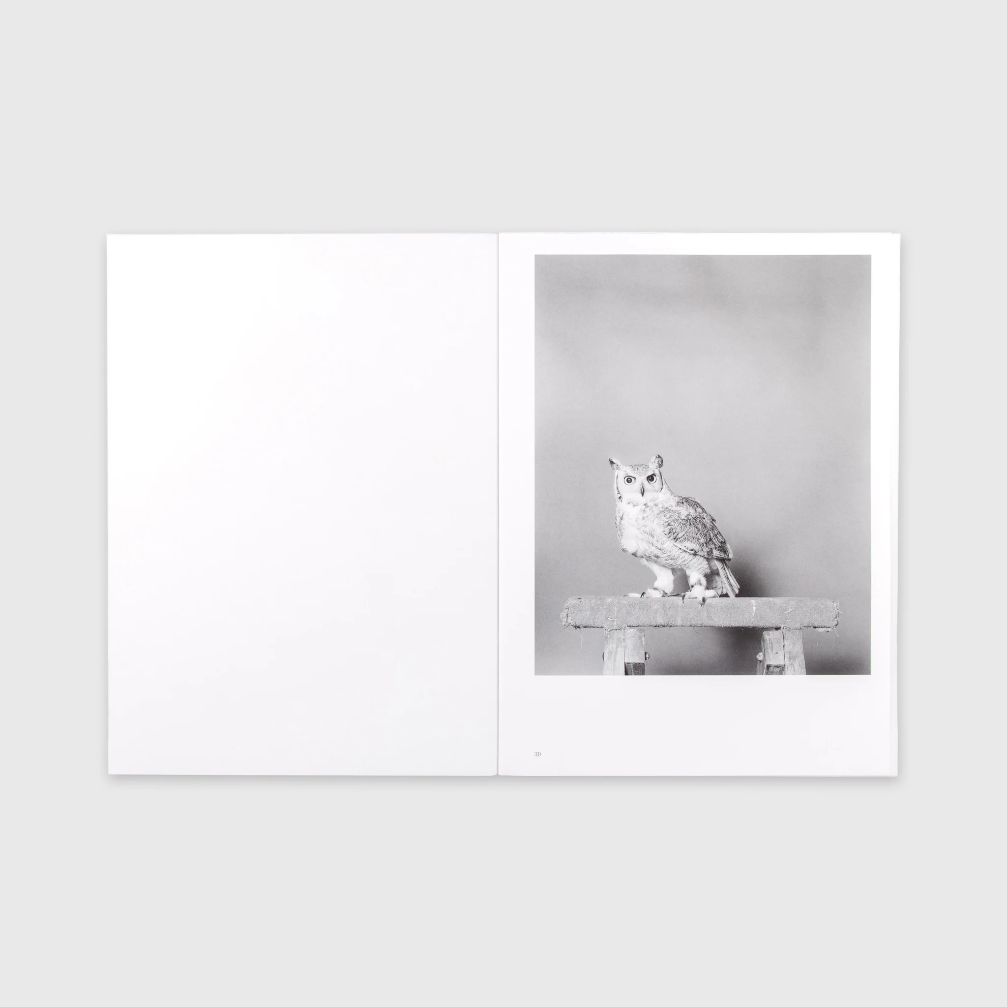 Parliament of Owls - Image 4