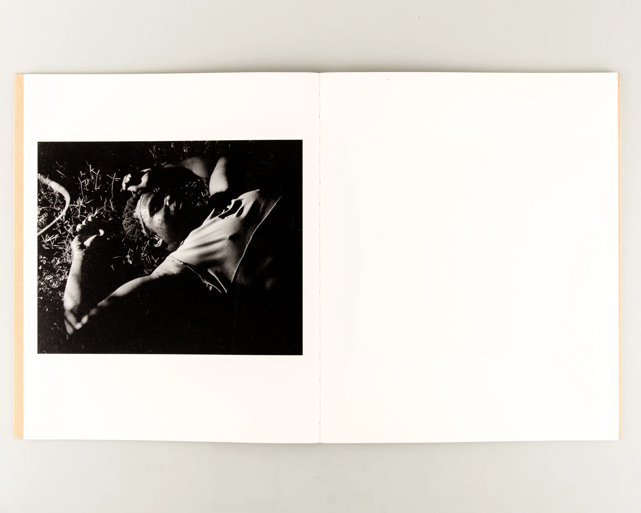 Rabbit / Hare - Image 3