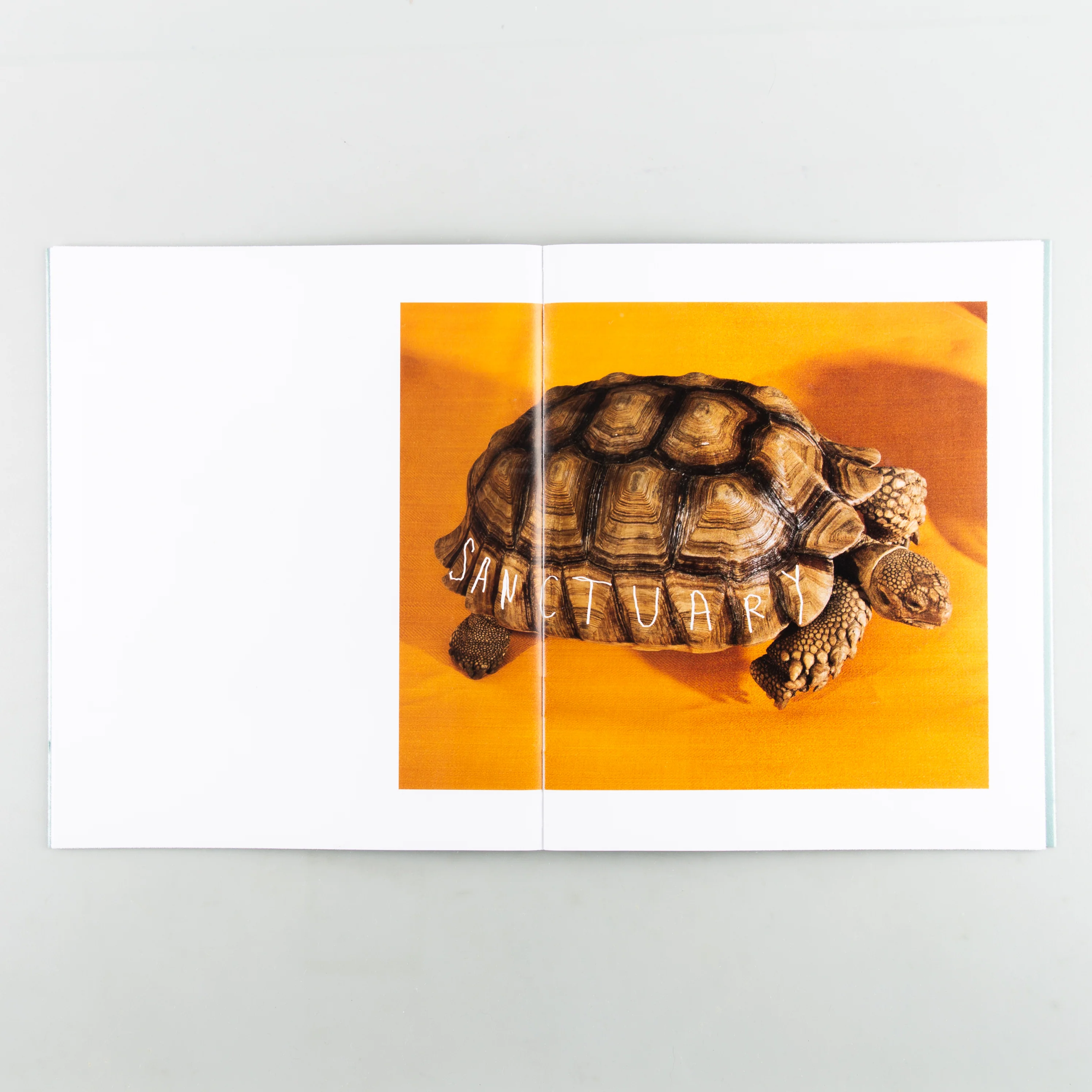 SHELLS - Image 6