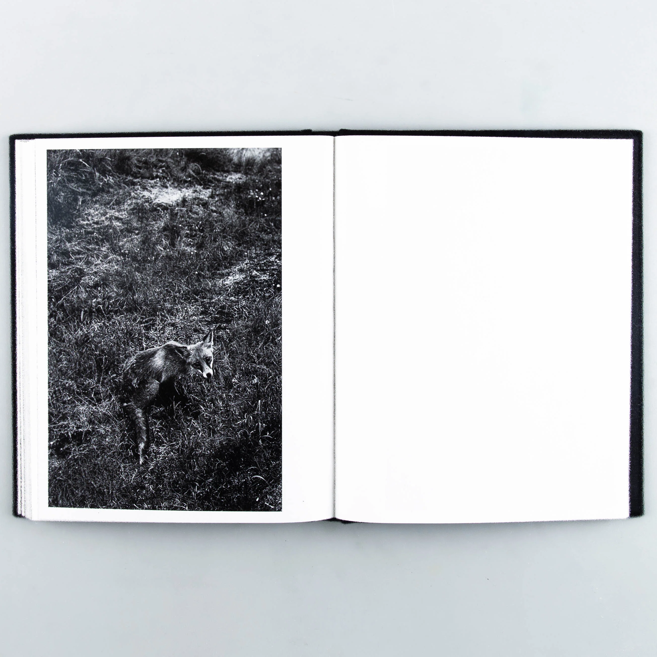 Sheltering Ballad (SIGNED) - Image 2