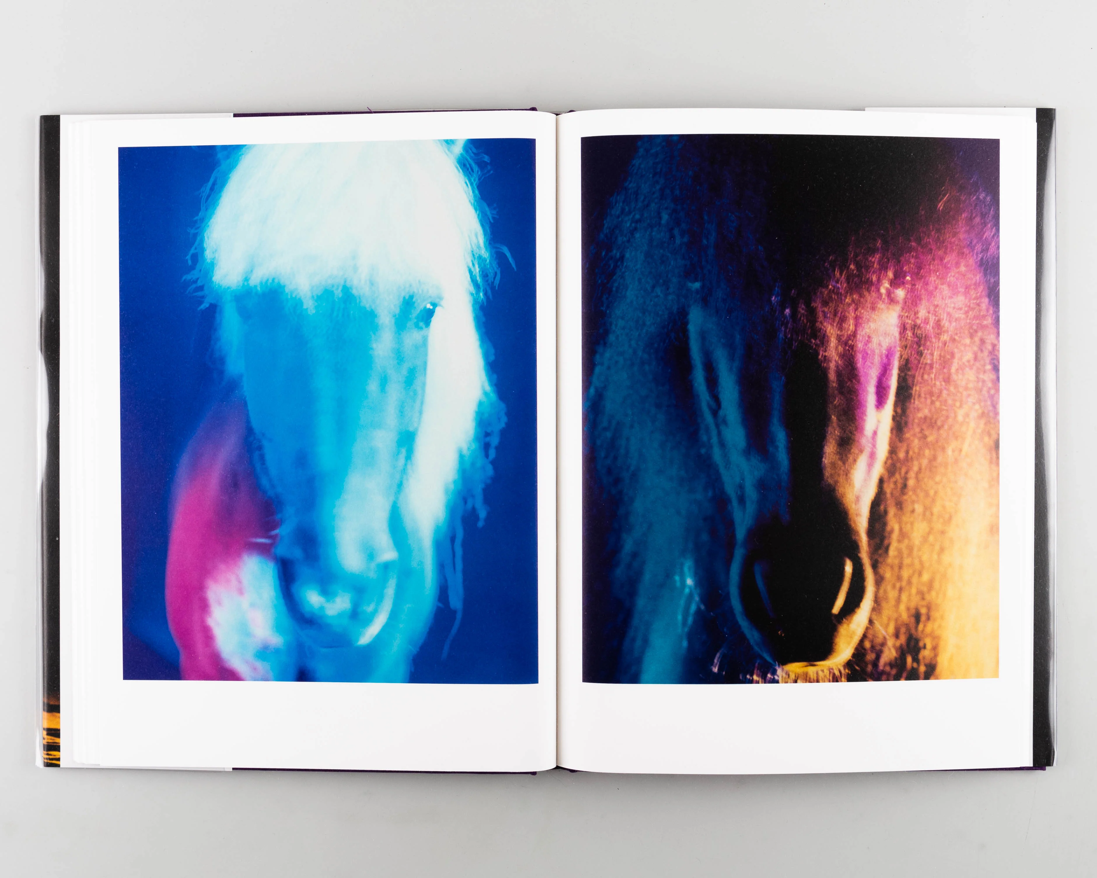 The Horses - Image 4