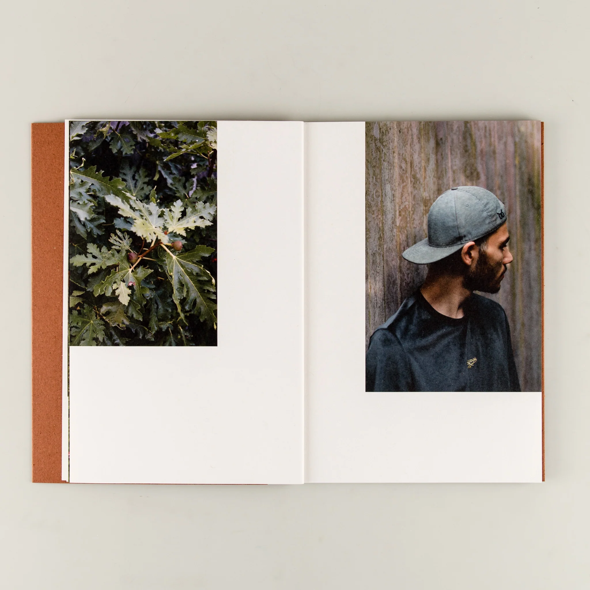 The Planting of a Fig Tree - Image 2