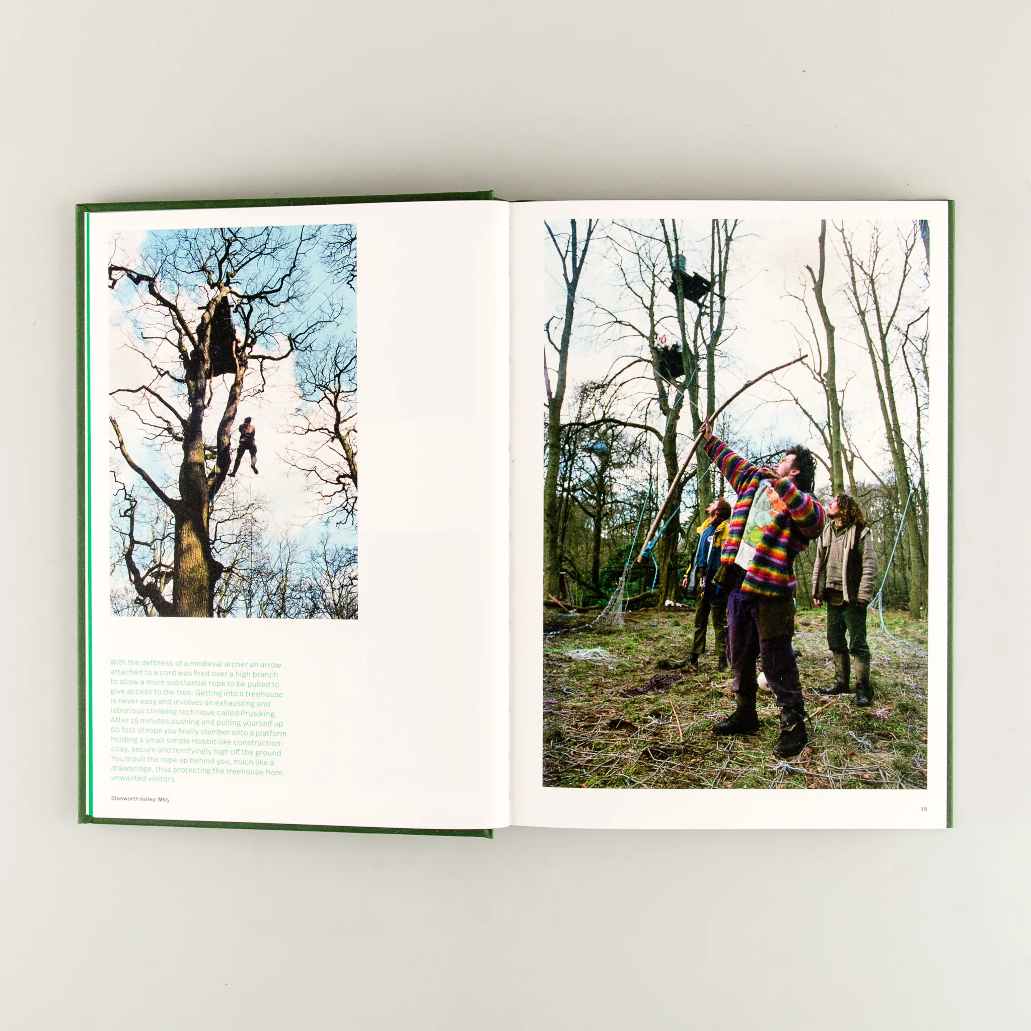 Until the Last Oak Falls - Image 2