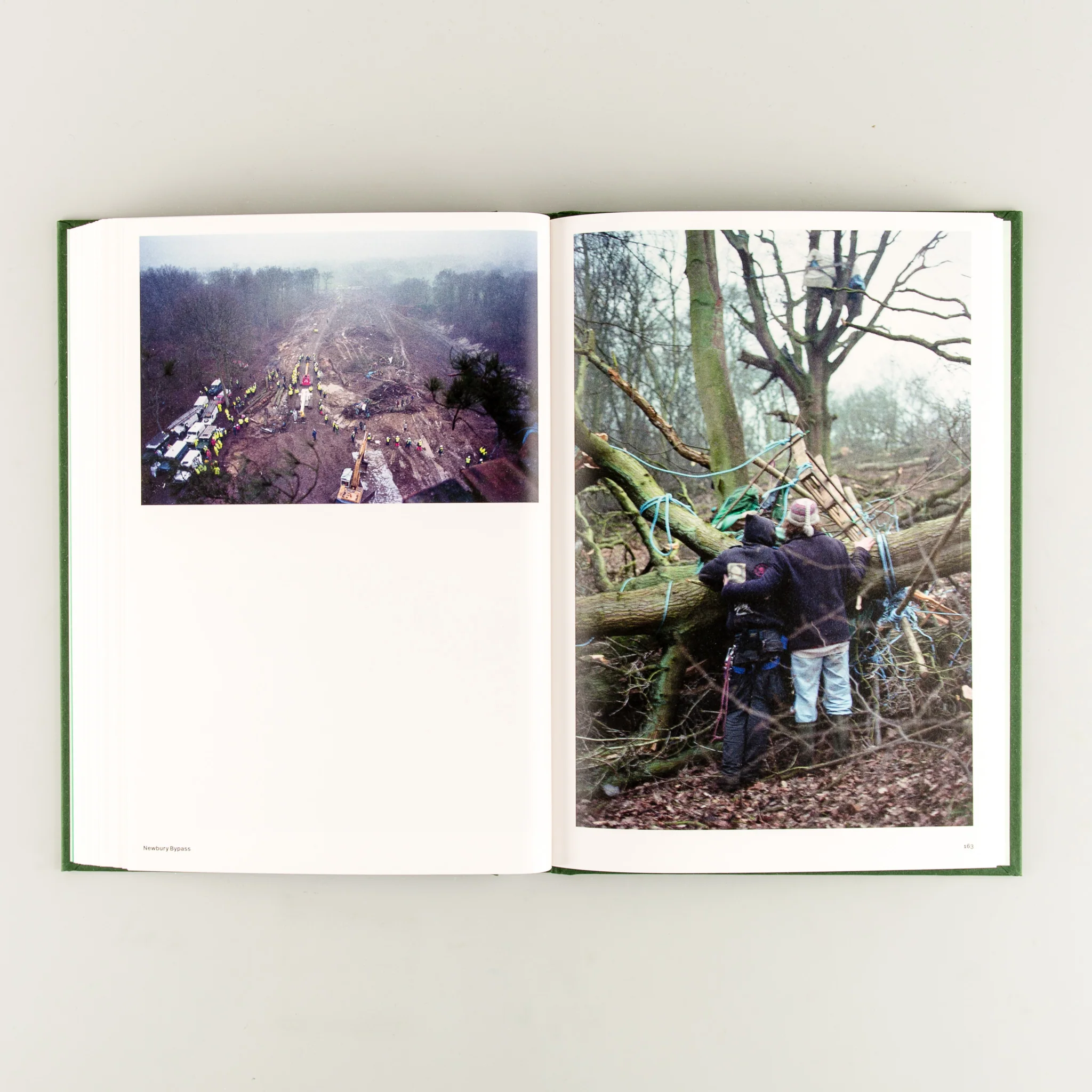 Until the Last Oak Falls - Image 8