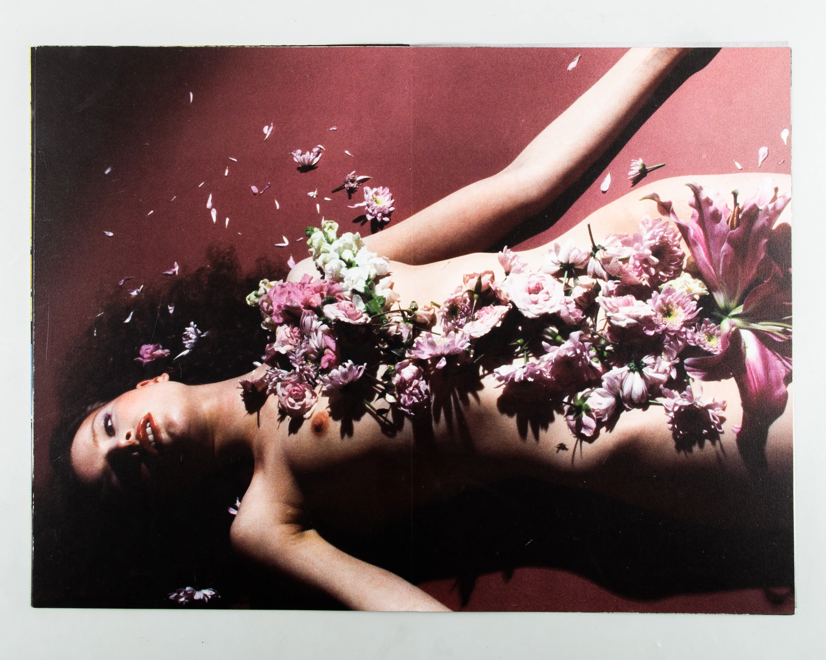Veronesi Rose - Image 4
