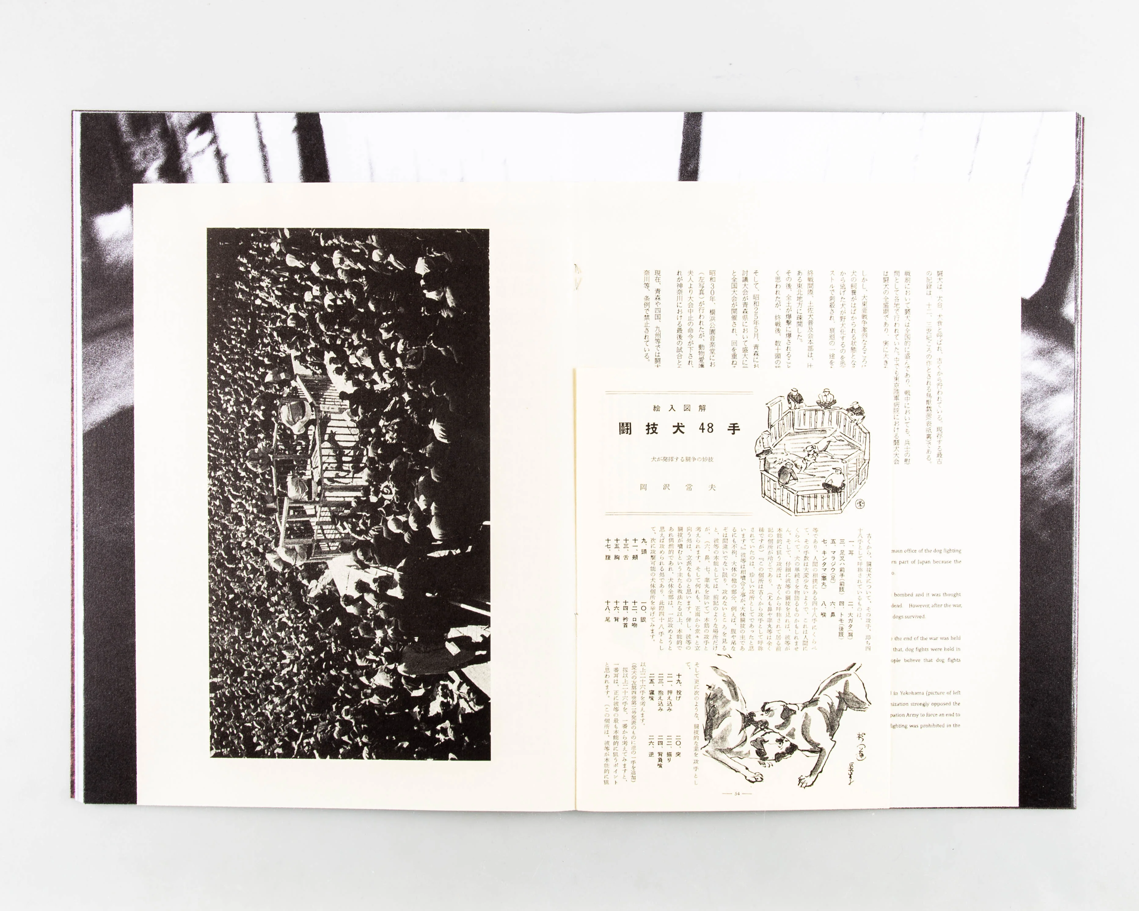 White Fang - Image 7